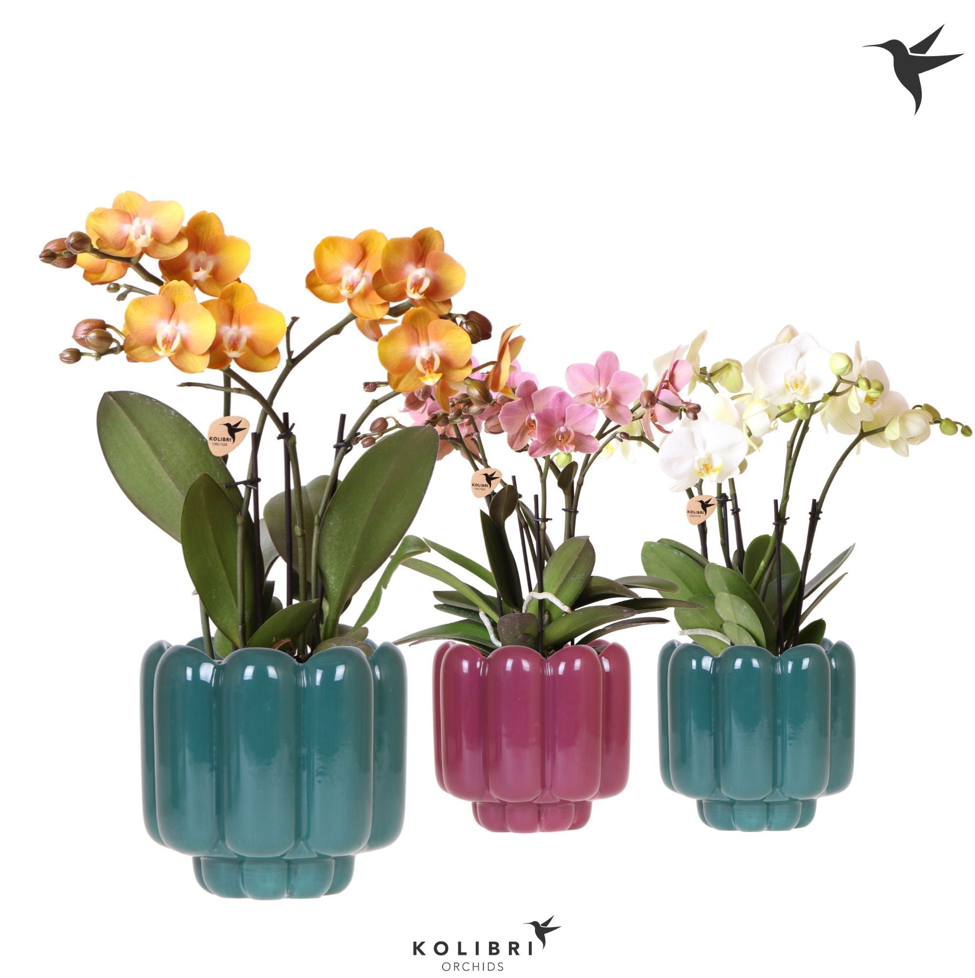 Kolibri Orchids Phalaenopsis Jewel mix 4 spike in Retro pot green mix, D 12