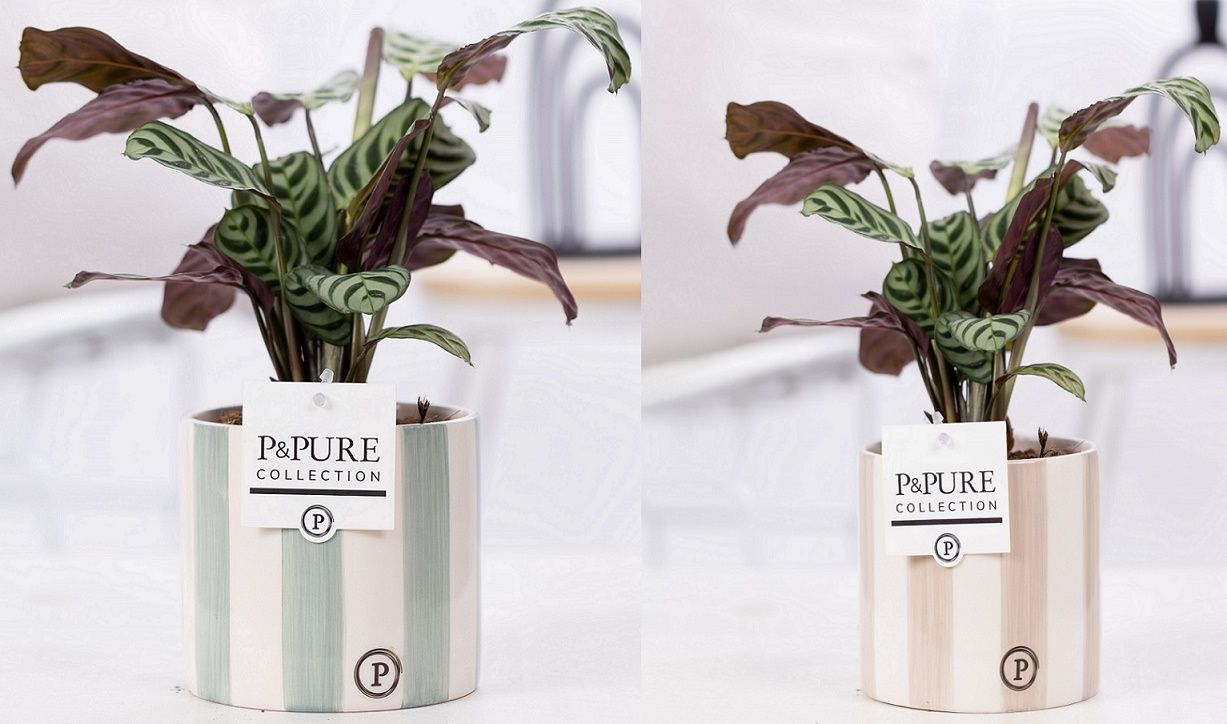 Ctenanthe Burle Marxii in P&PURE Eline 2 ceramics ass. 2, D 12