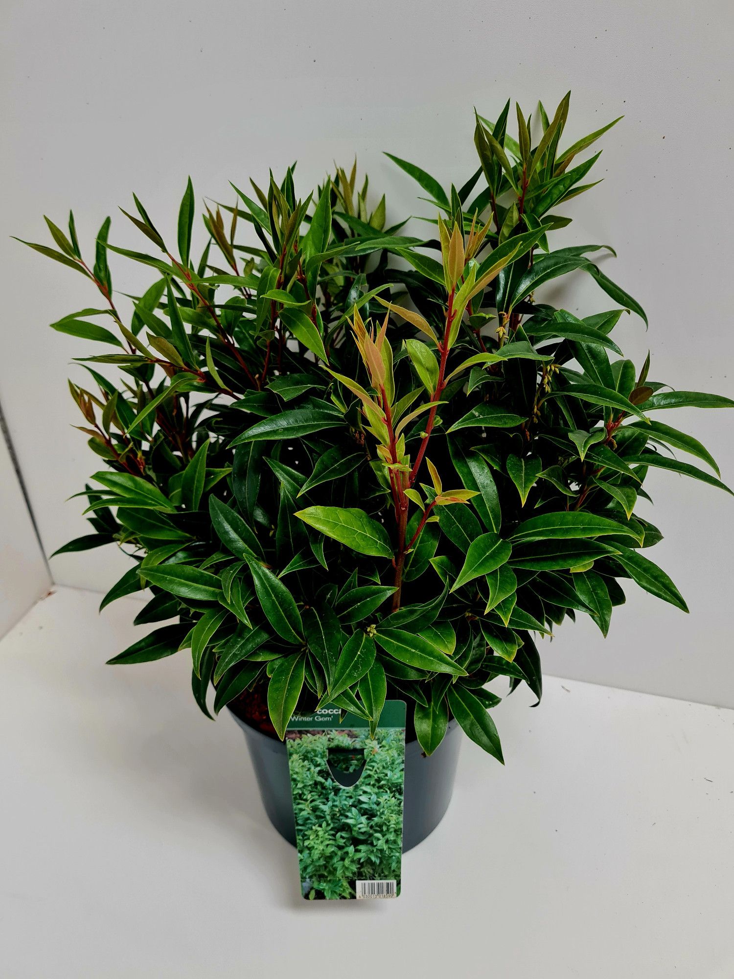 Sarcococca humilis 'Winter Gem' C5, D 23