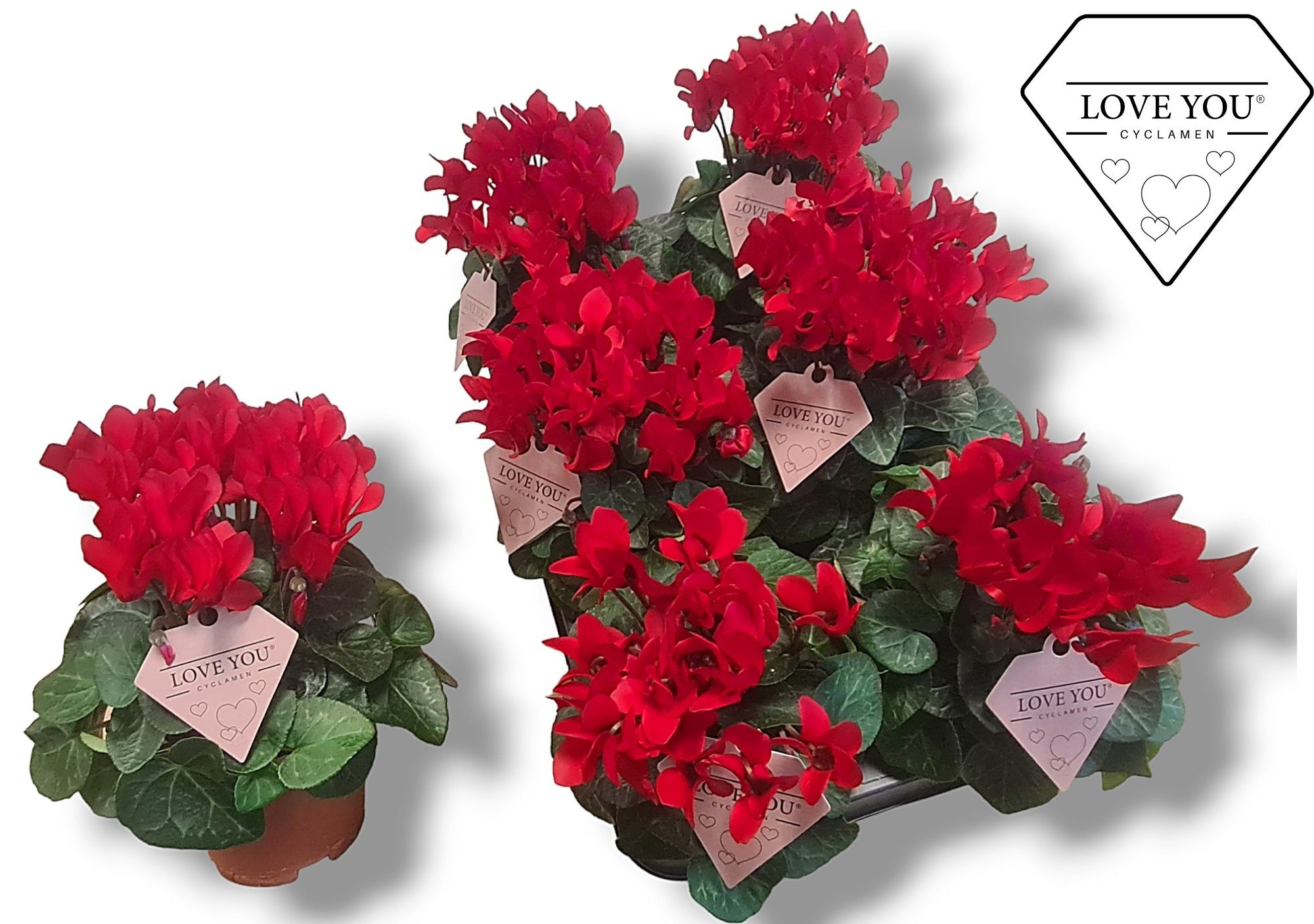 Cyclamen-COMPACT ROOD LOVE YOU, D 10,5