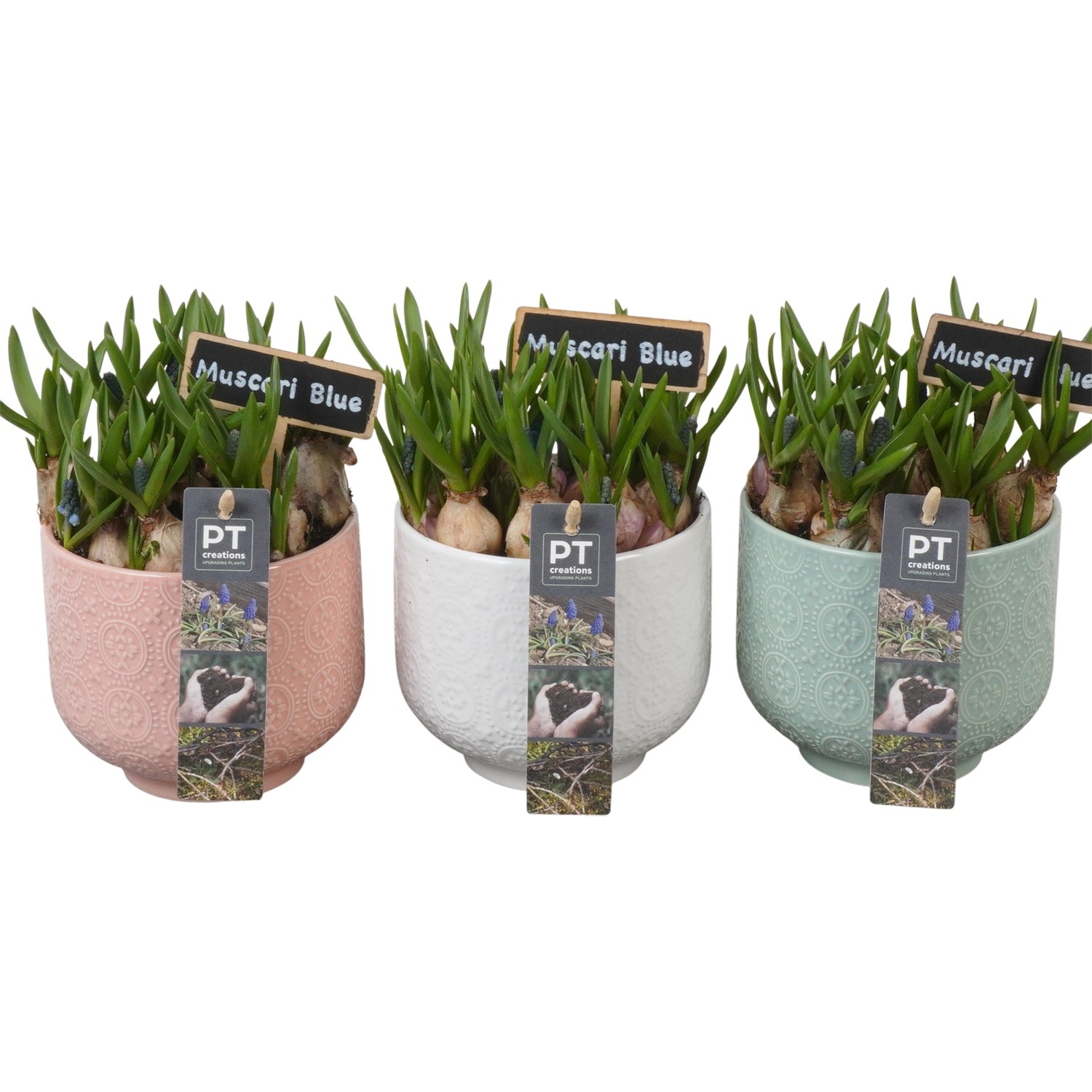 PTMB6310 Arrangement Muscari Blue in keramiek mix, D 12