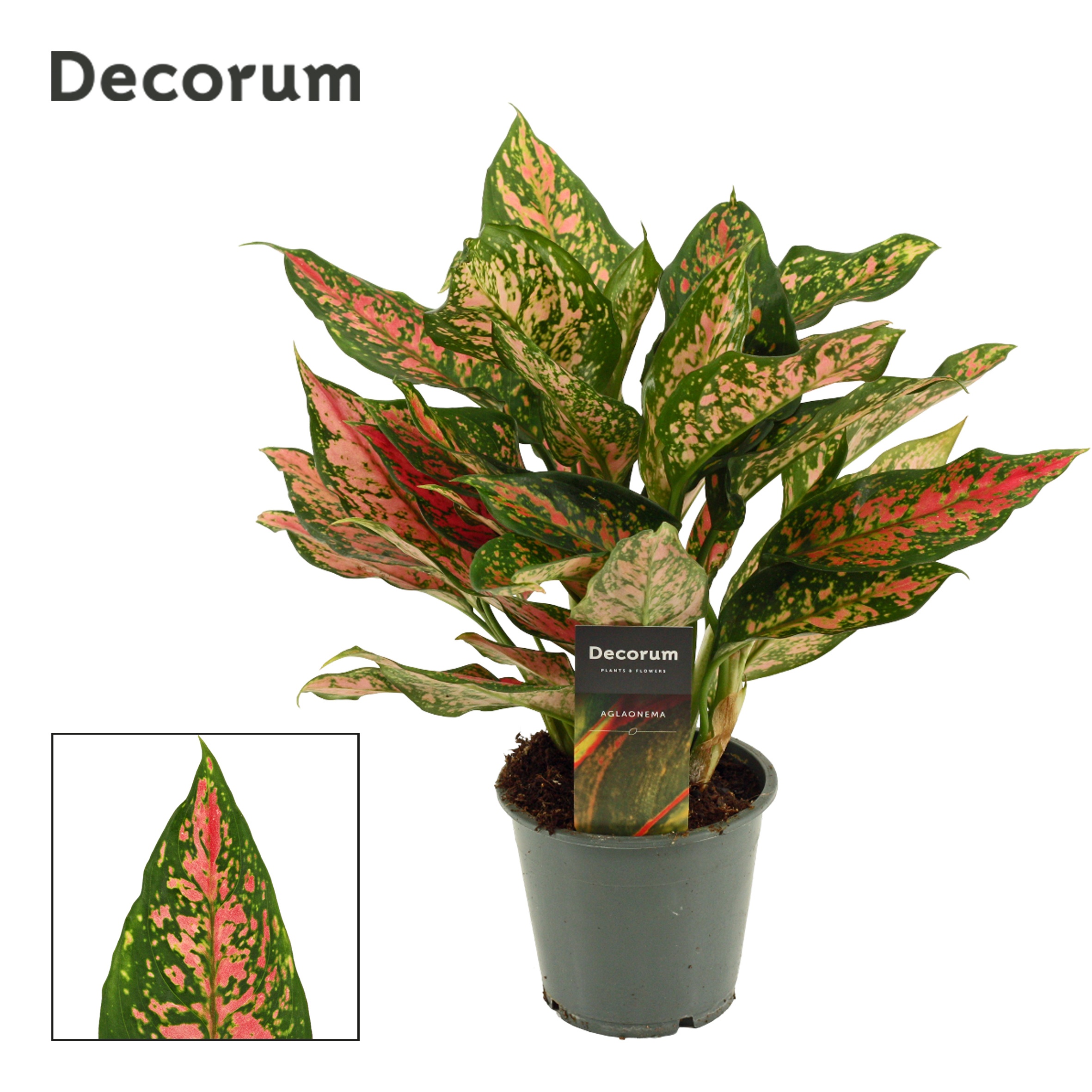 Aglaonema Unyamanee 12 cm (Decorum), D 12