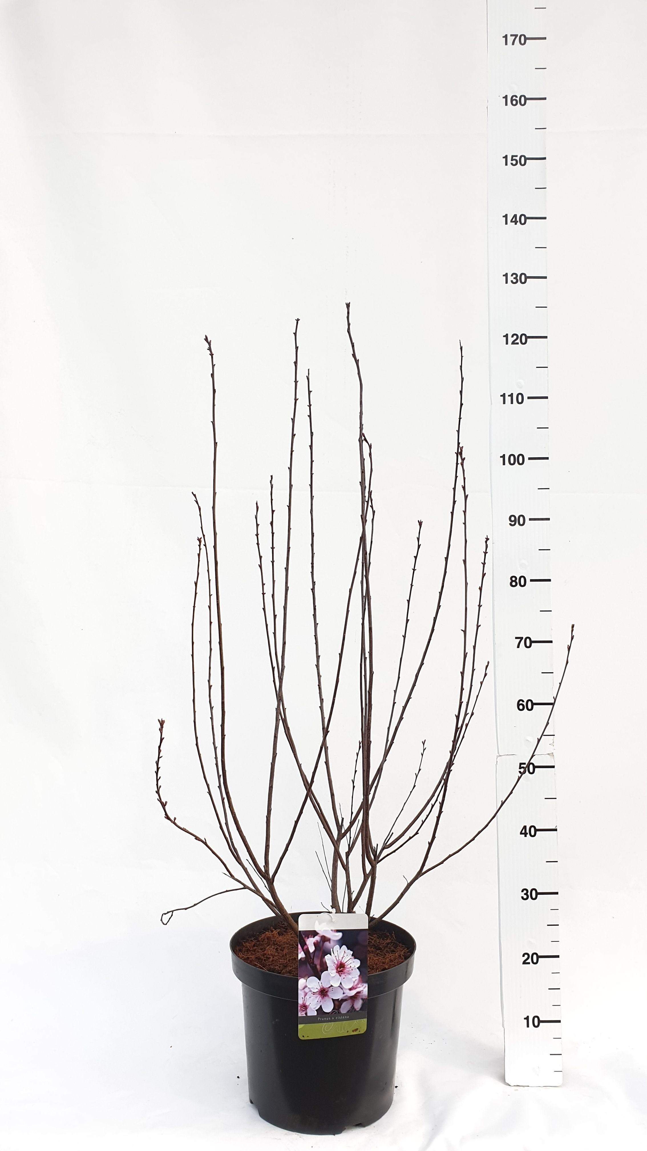 Prunus cistena, D 30