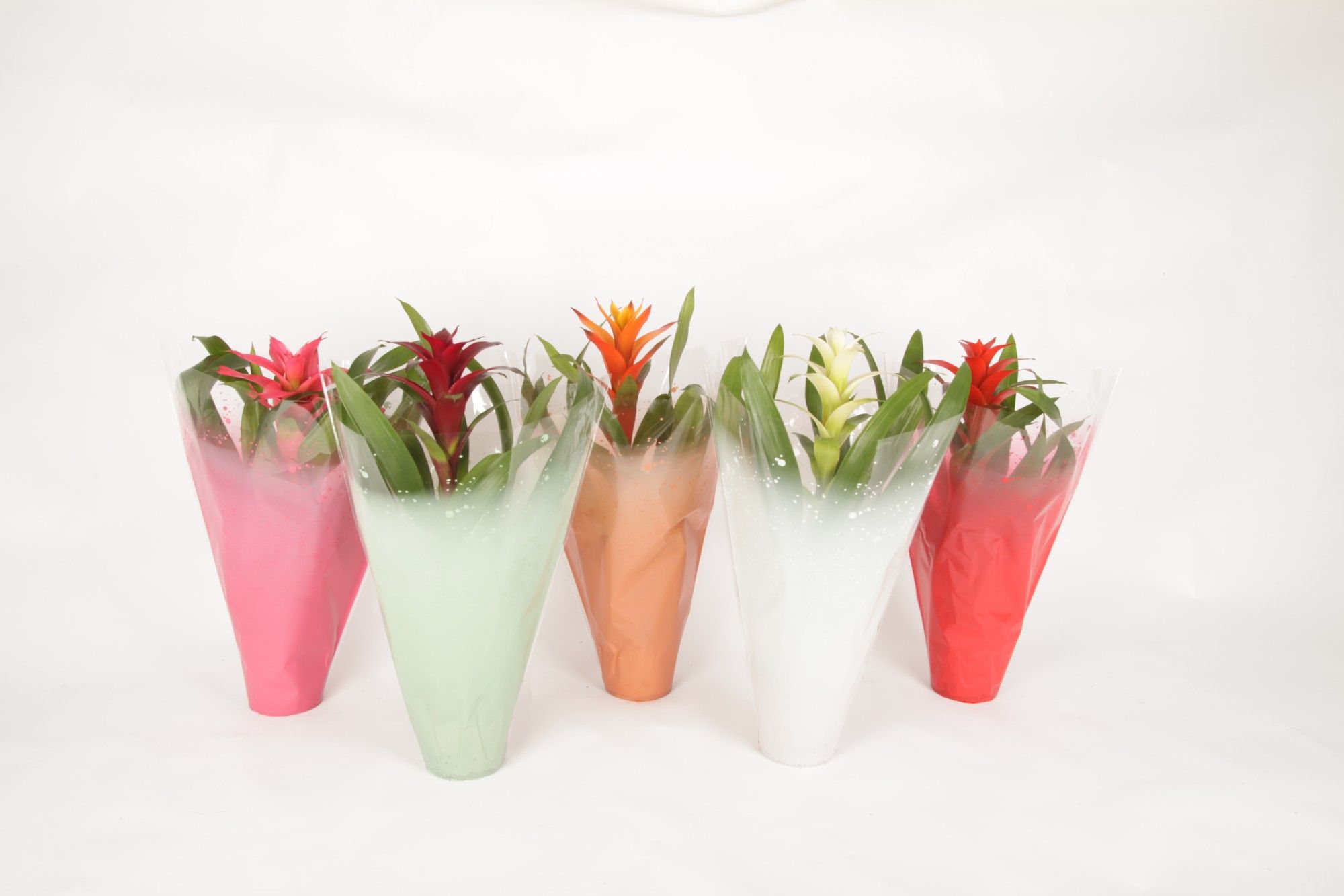 Guzmania mix in hoes Celest, D 12