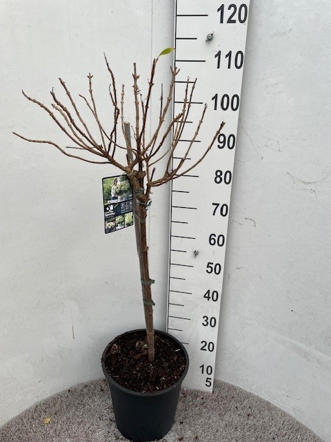 Hydrangea pan. Little Spooky 60 stam P28 C10, D 28