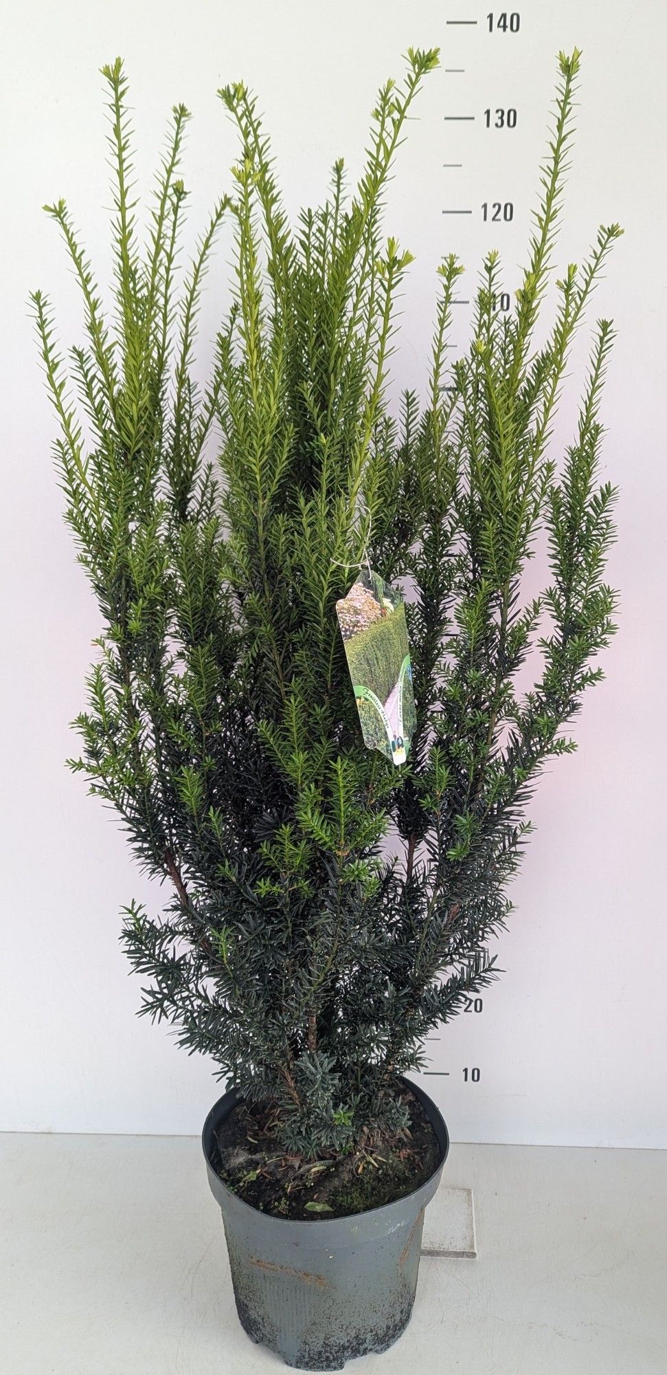 Taxus media Hillii, D 27