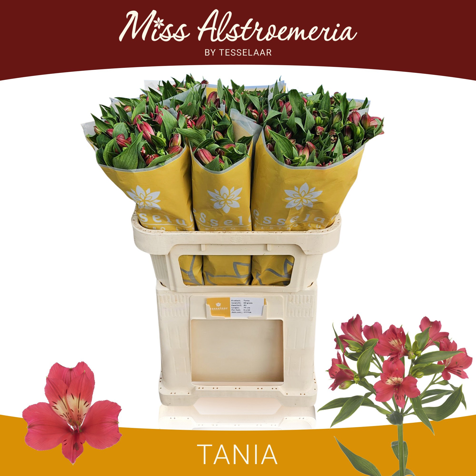 Альстромерия Таня (красн.), шт.