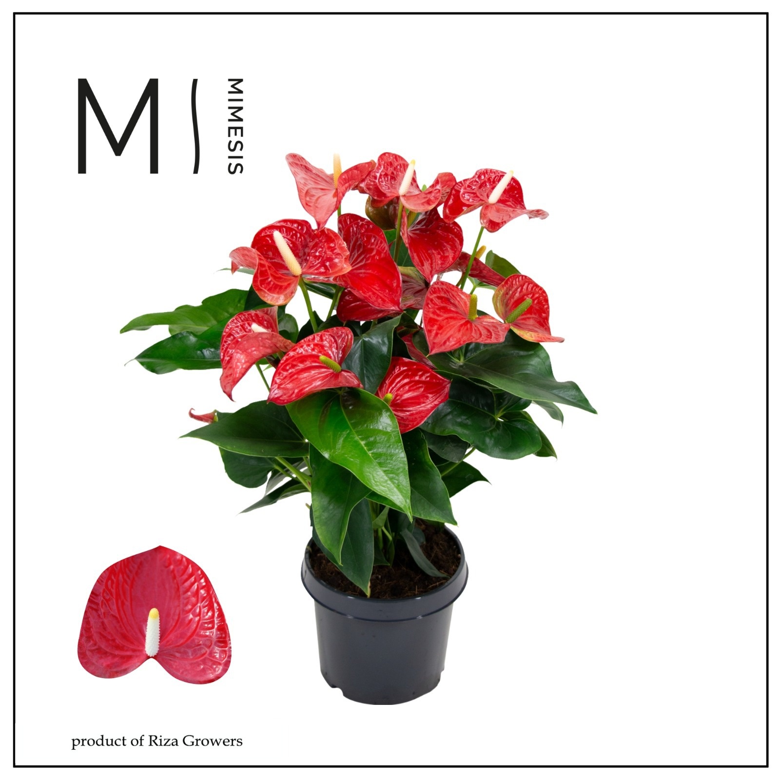 Mimesis Anthurium KARMA Red - 21 cm, D 21