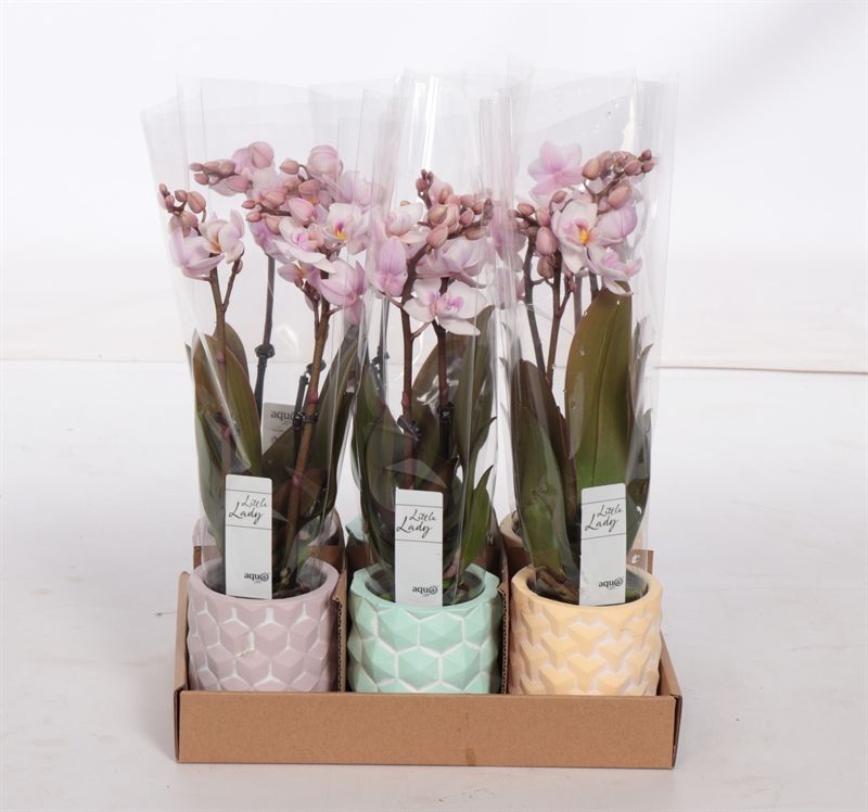 3D p06 keramiek mix Phal Tiny Dolls pink 2T10+ Aqu@, D 6