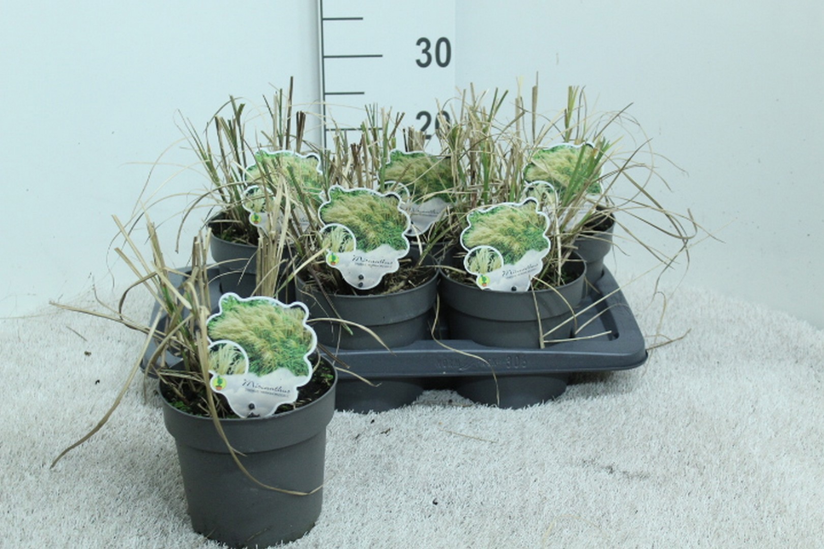 Miscanthus sinensis 'Herman Mussel' P17, D 17