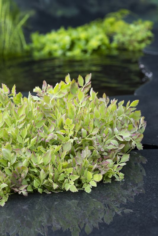 Oenanthe fistulosa Flamingo, D 9