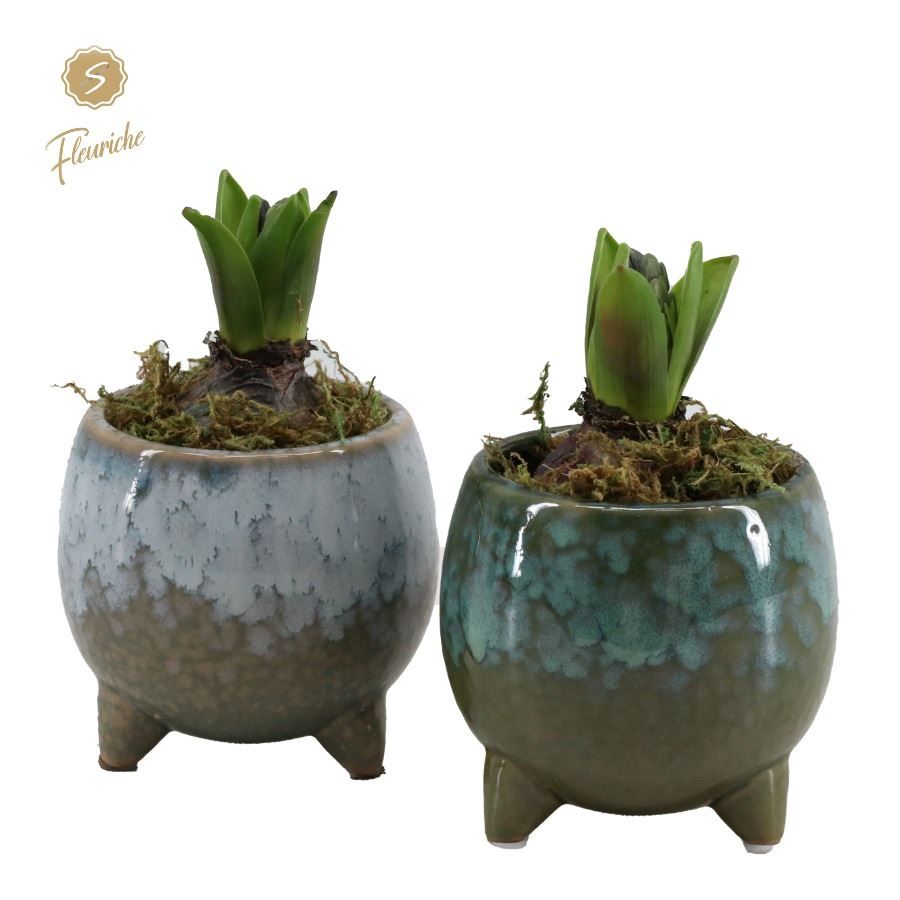 (1910) Hyacint Green Flavour [M] 1PP Mos, D 10