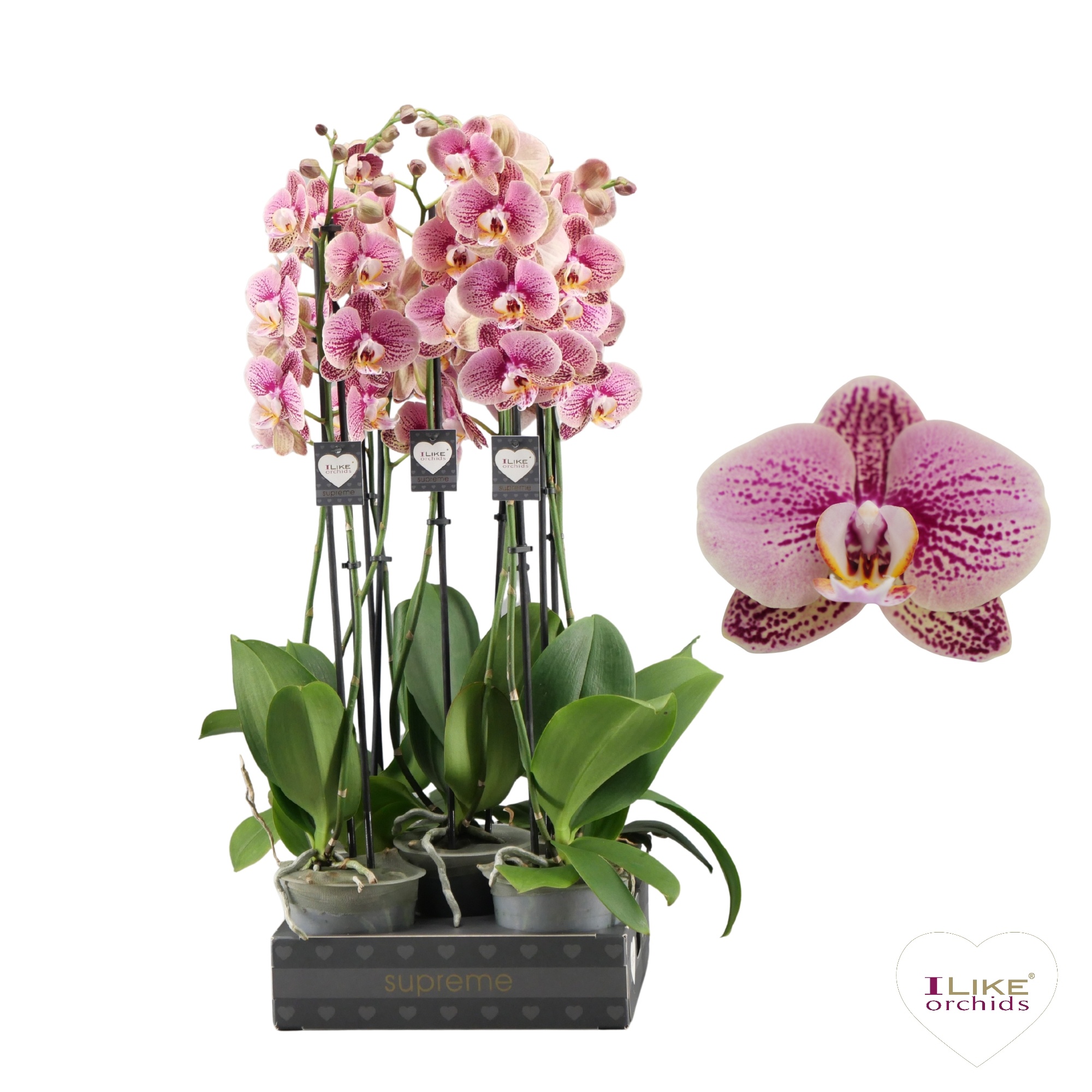 Phalaenopsis Berger - 2 tak 60cm (Less Plastic), D 12