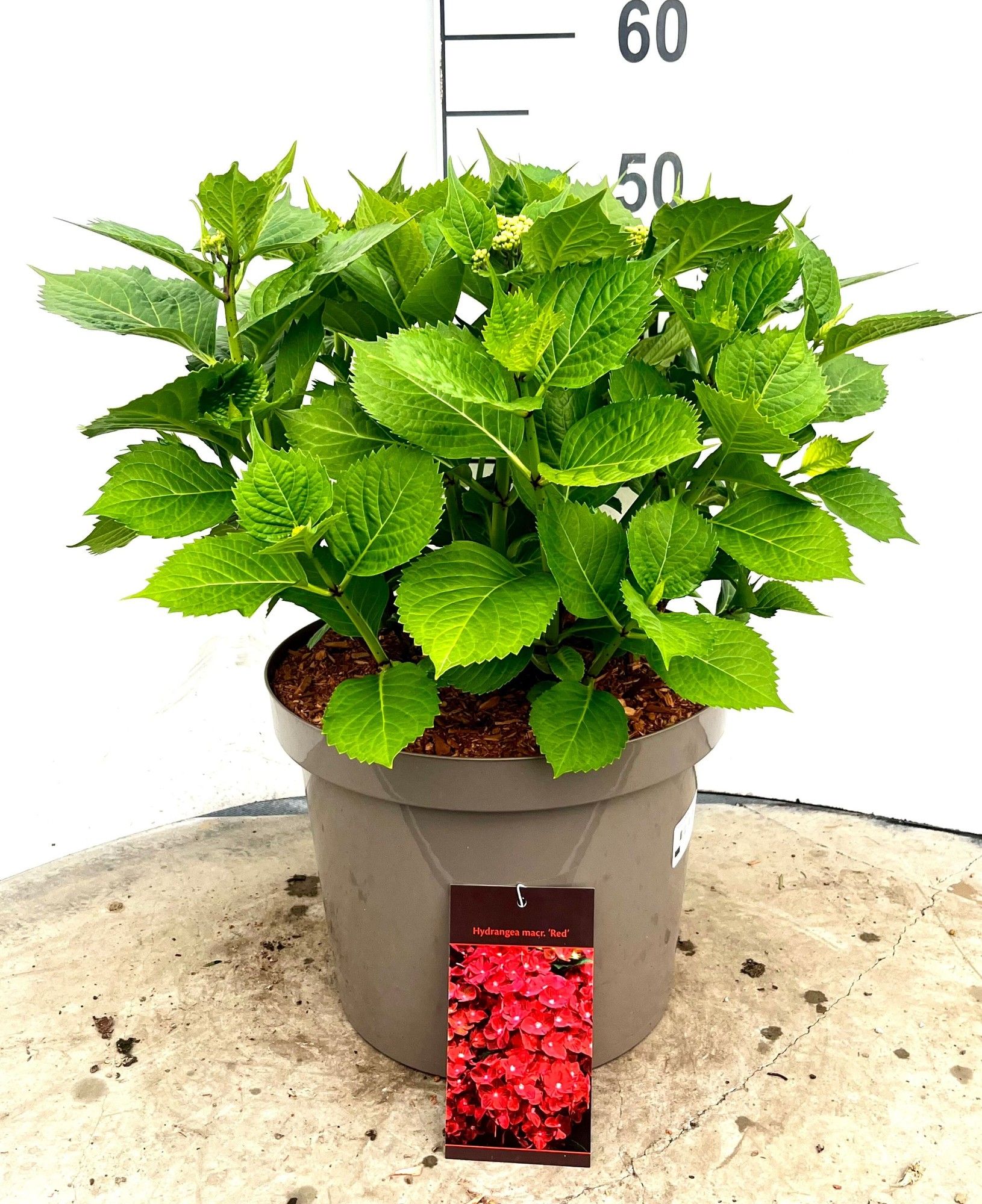 596 VPK : Pot 29 cm HYDRANGEA MACROPHYLLA RED, D 29