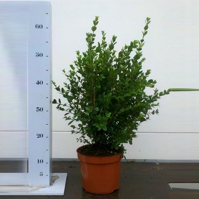 Buxus microphylla 'Faulkner' 40-50cm struik, D 19