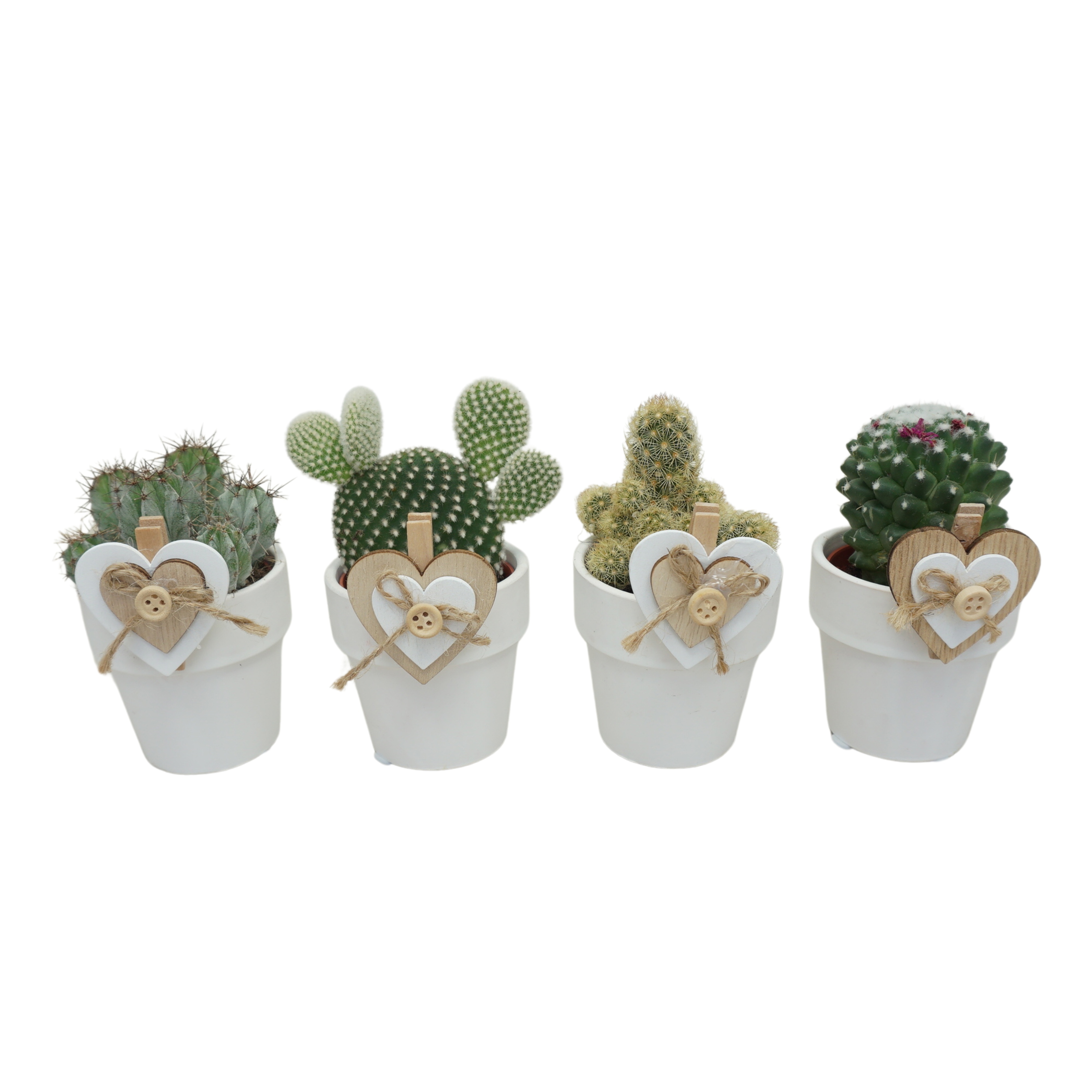 Cactus mix in 6 cm 'Wit Kraagpotje' met Clip Double Heart, D 5,5