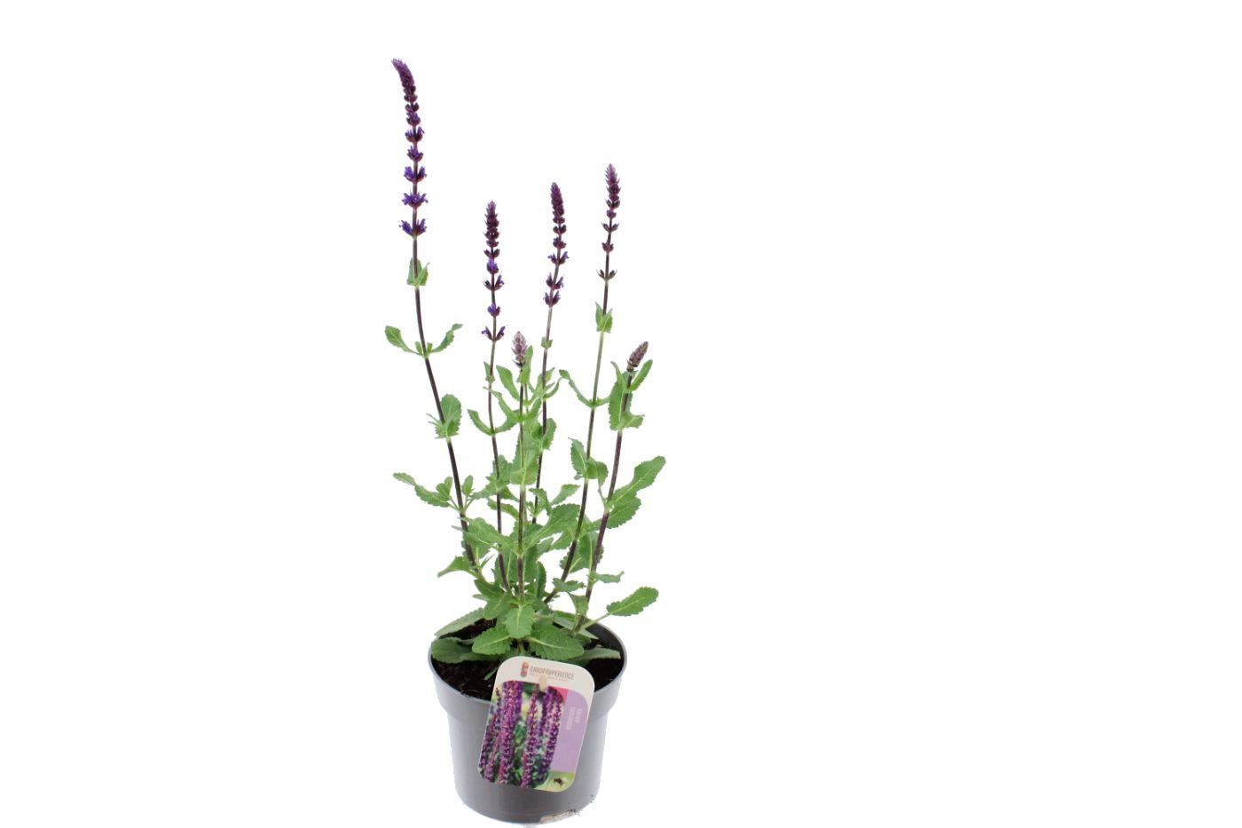 Salvia nem. Bordeau Steel Blue, D 13