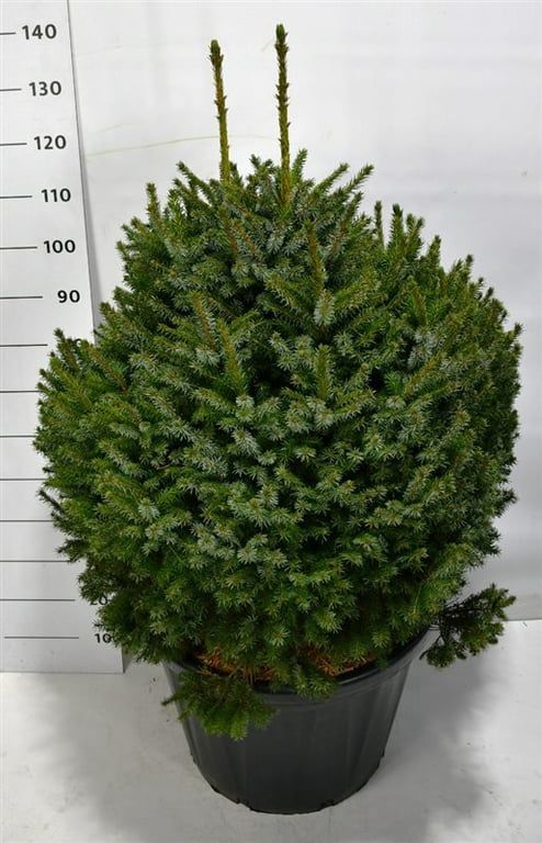 Picea omorika 'Nana', D 58