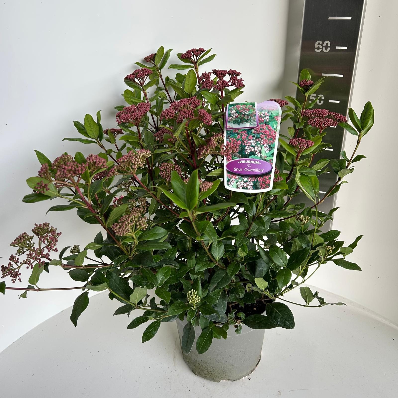 Viburnum tinus Gwenllian, D 23