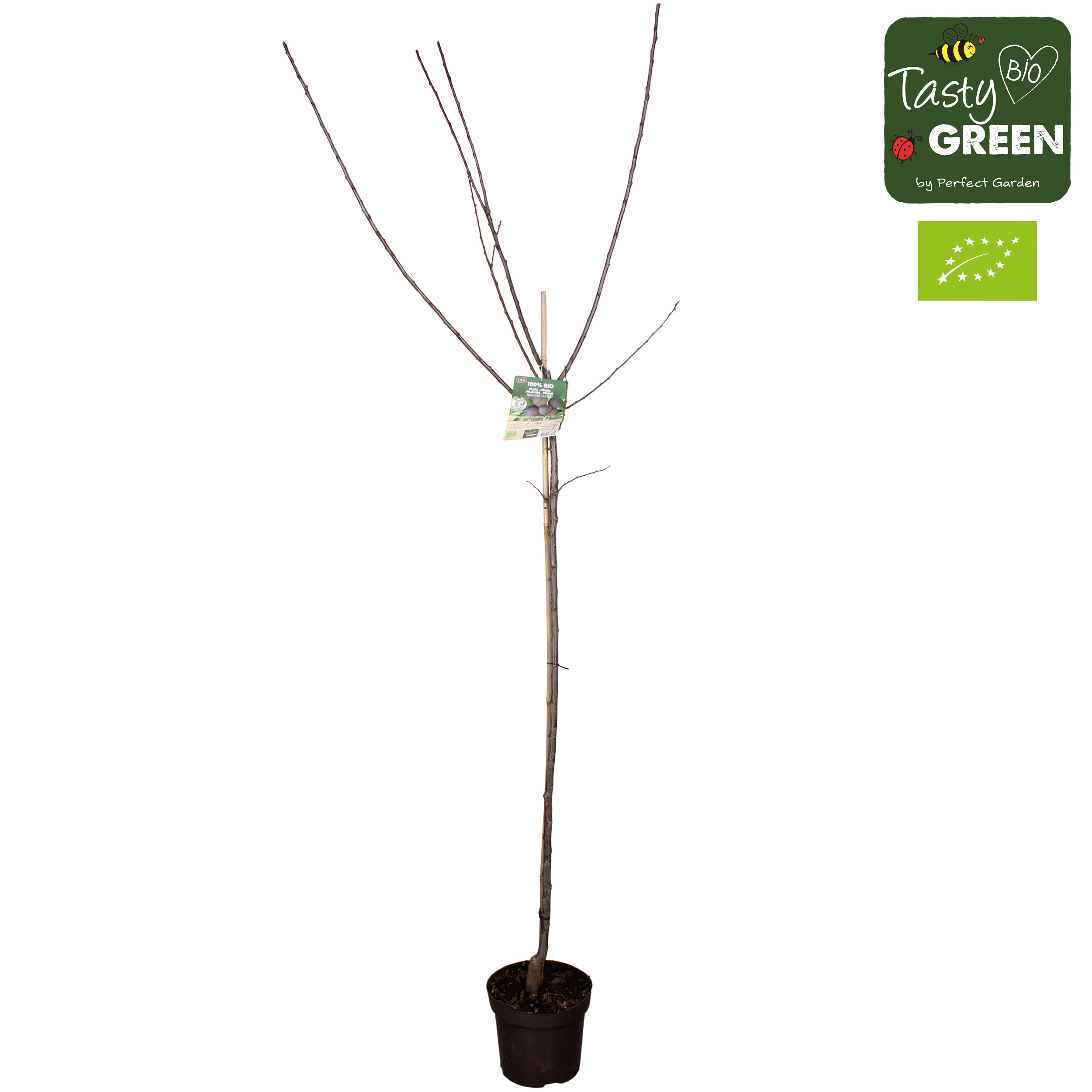 Prunus domestica 'Opal' Bio P27 Halfstam, D 27