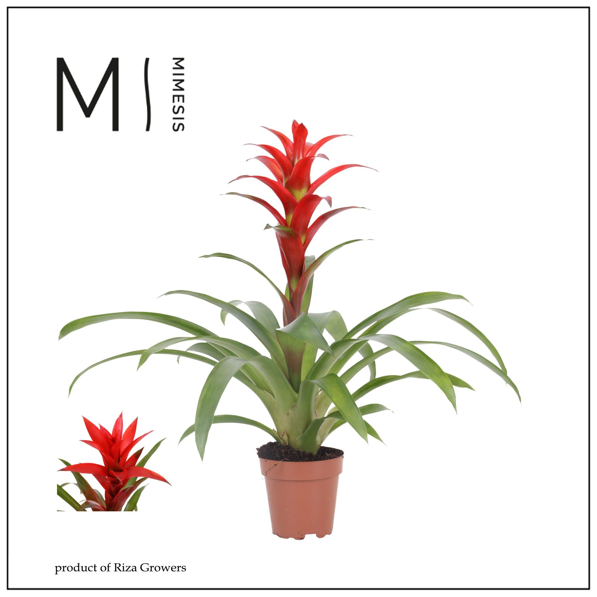 Guzmania Suerte Red - 12cm | Mimesis, D 12
