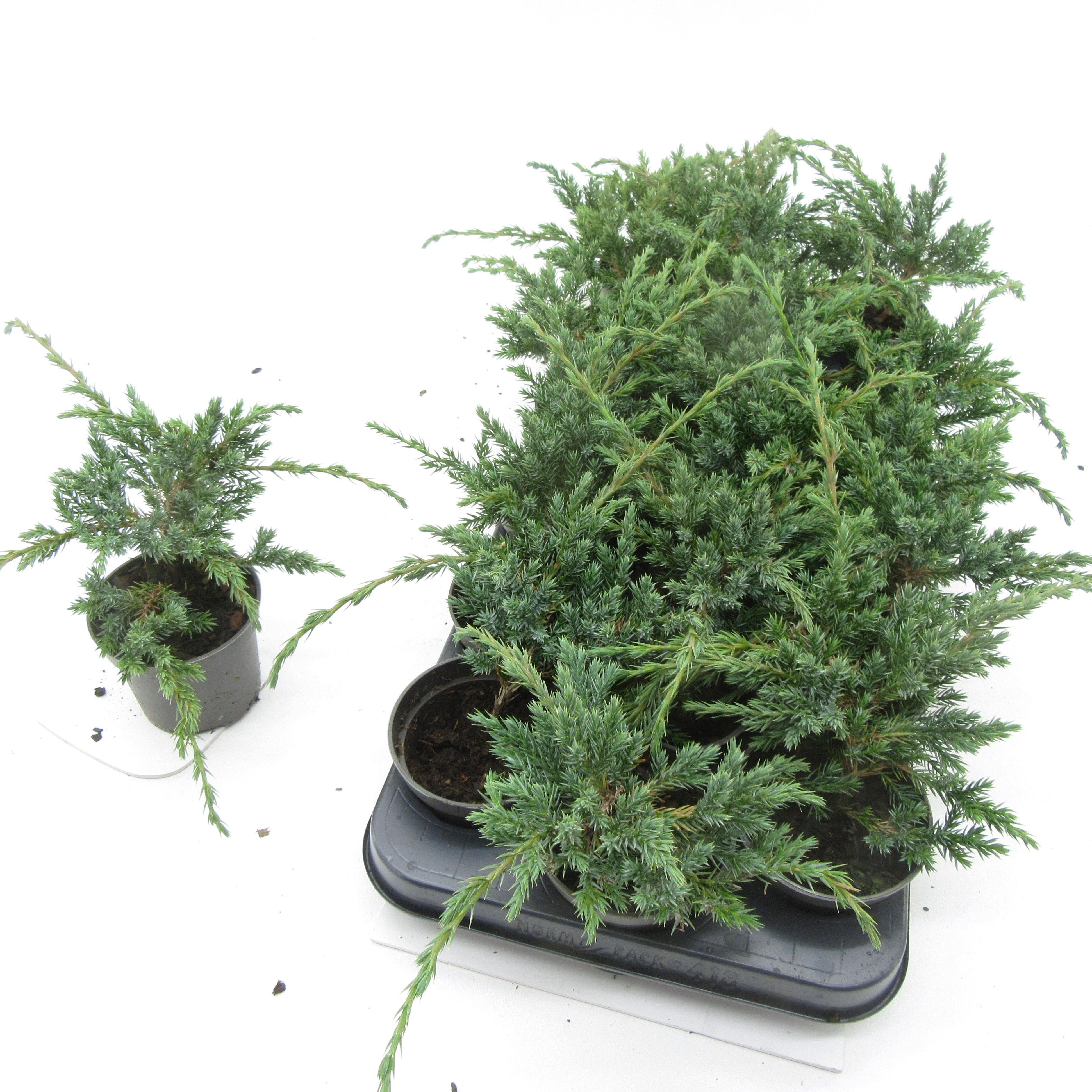 Juniperus Blue Carpet, D 9