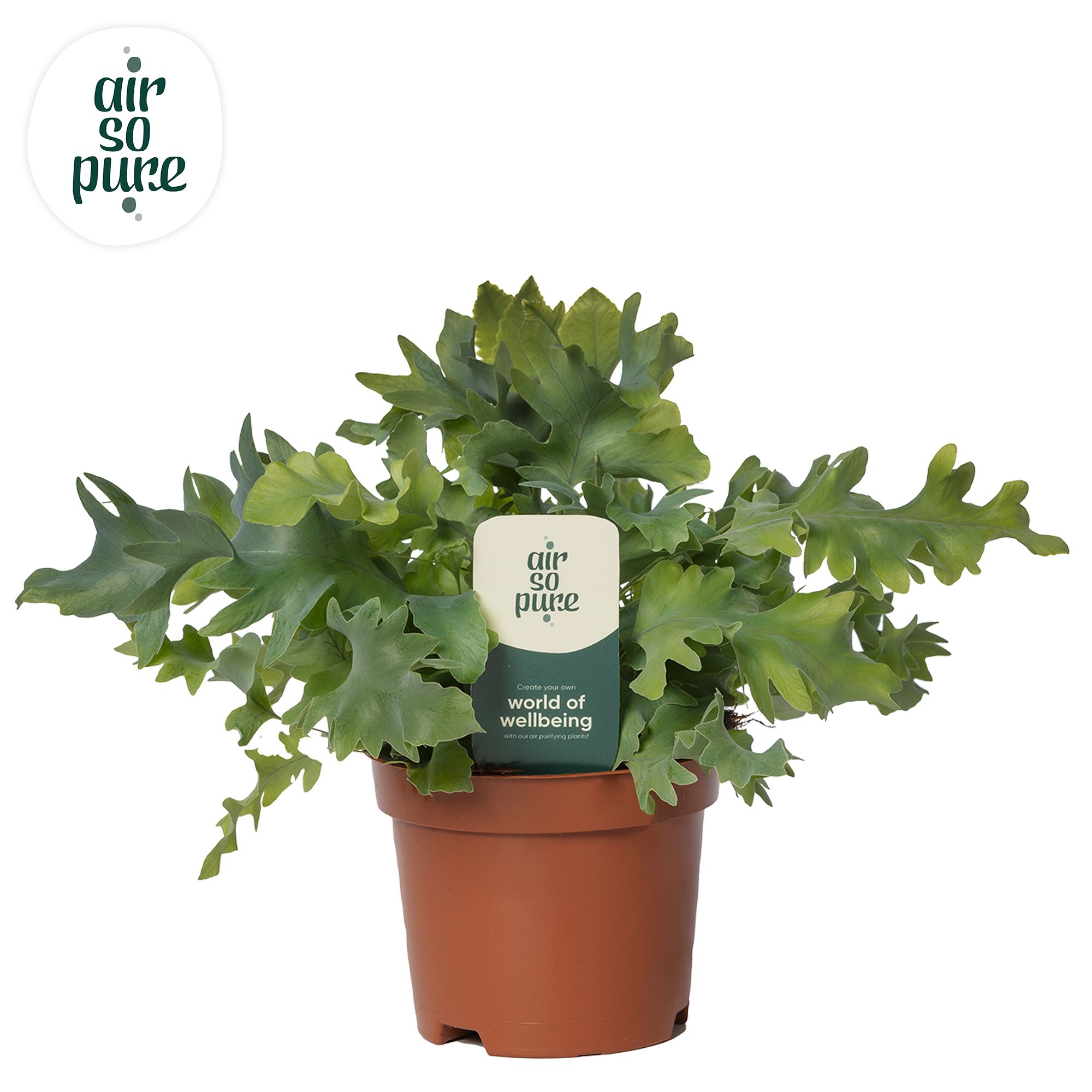 Phlebodium Davana - Air So Pure, D 9