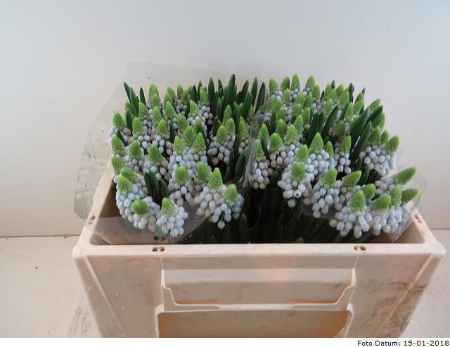 Мускари Манон, шт.