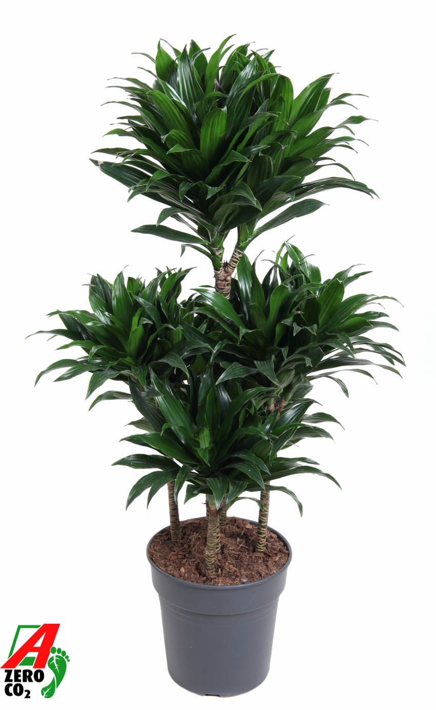 Dracaena Compacta 60-carrousel, D 24