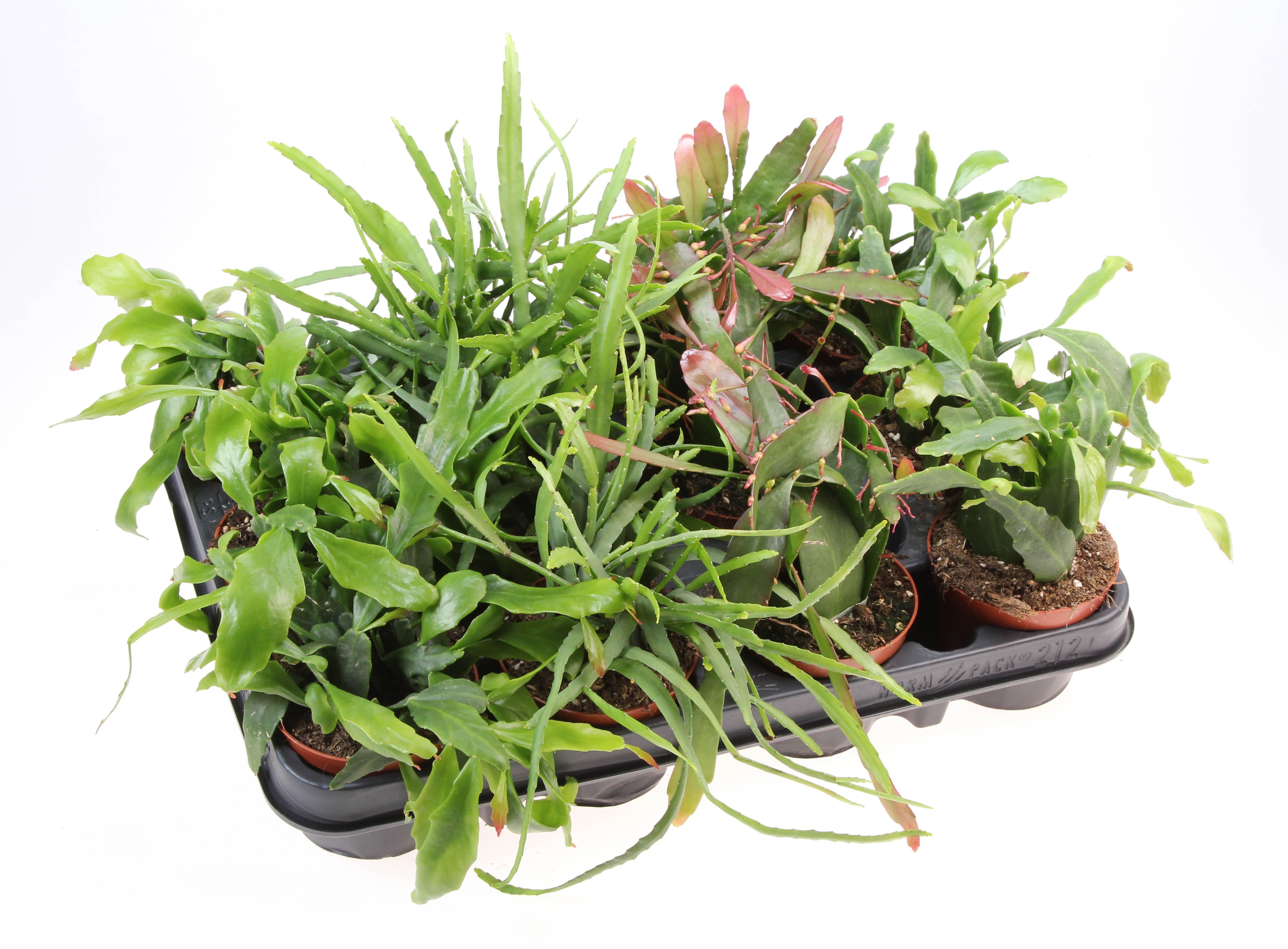 Lepismium mix, D 8,5