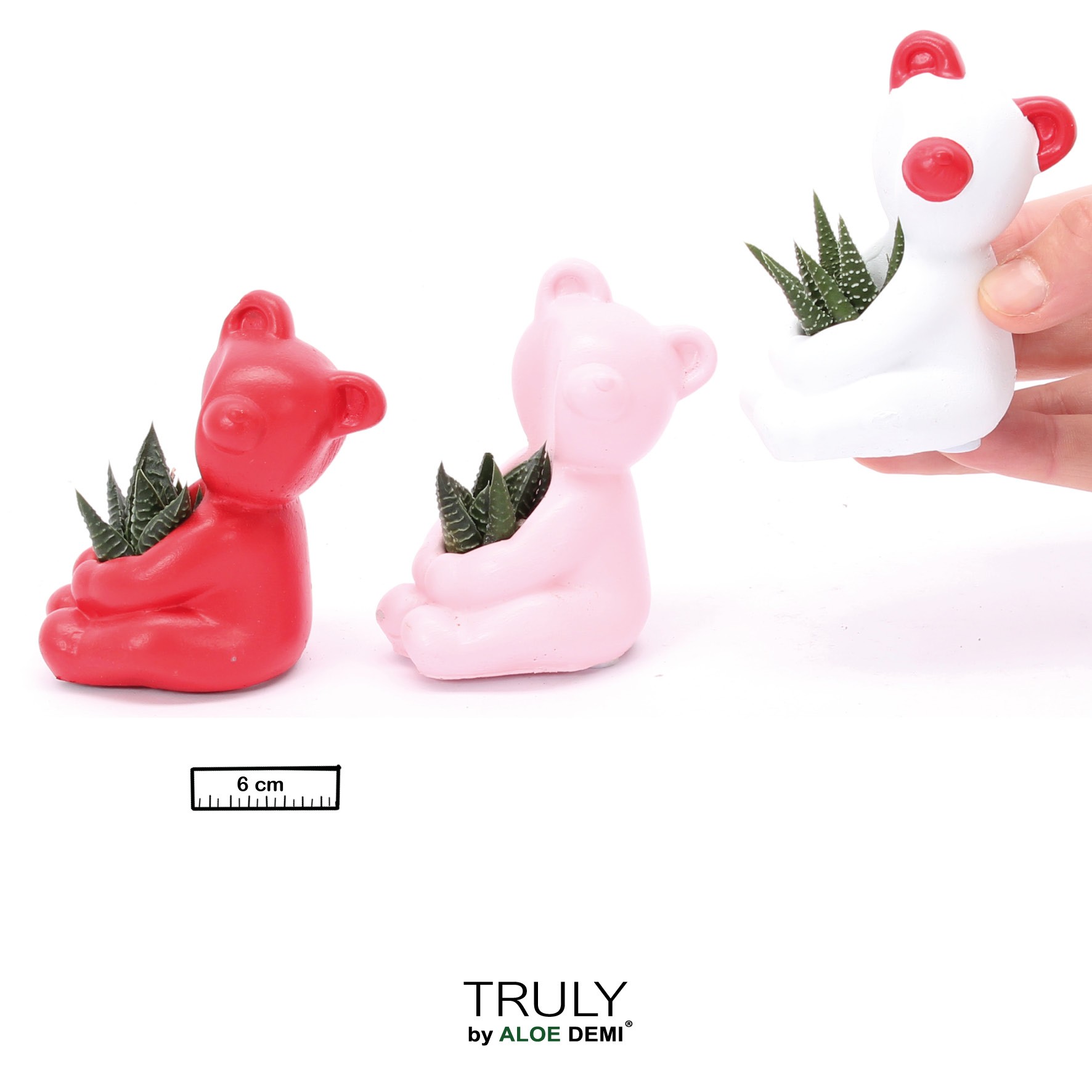 TRULY Succulent, Bear mini, D 6