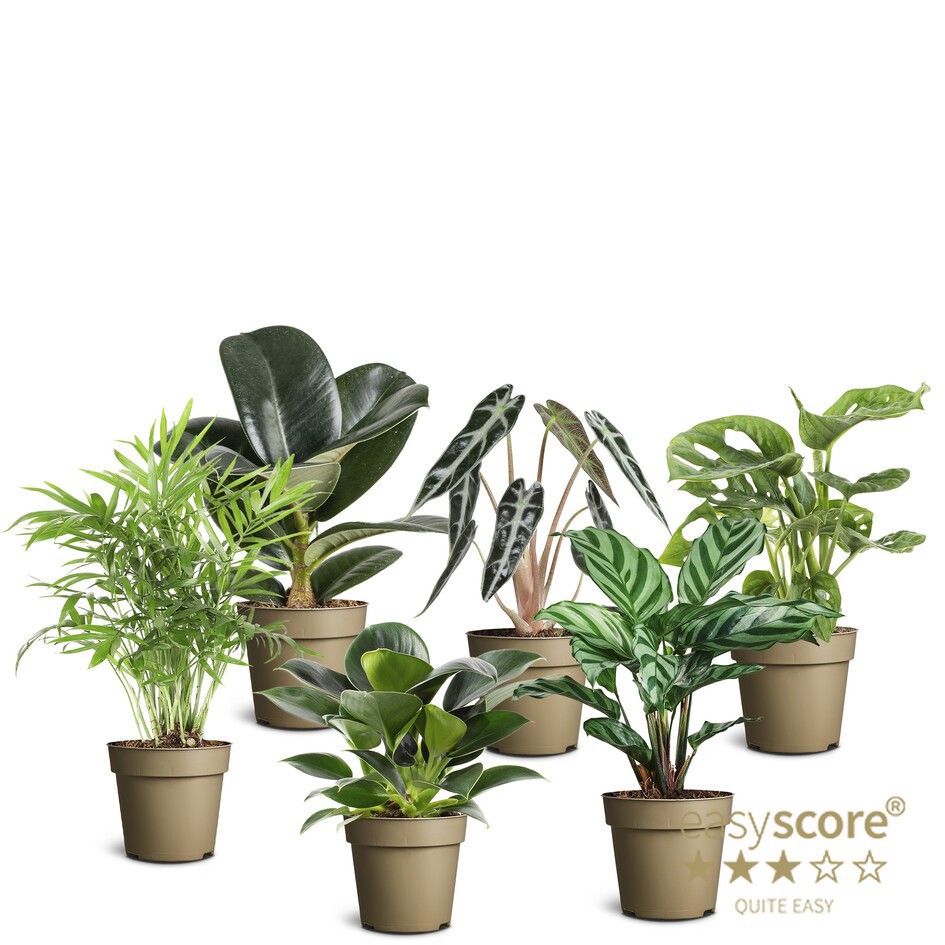 GREEN MIX 10991404 Green mix, D 9