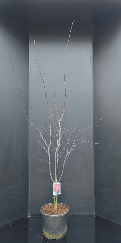 Acer palmatum Bloodgood, D 30