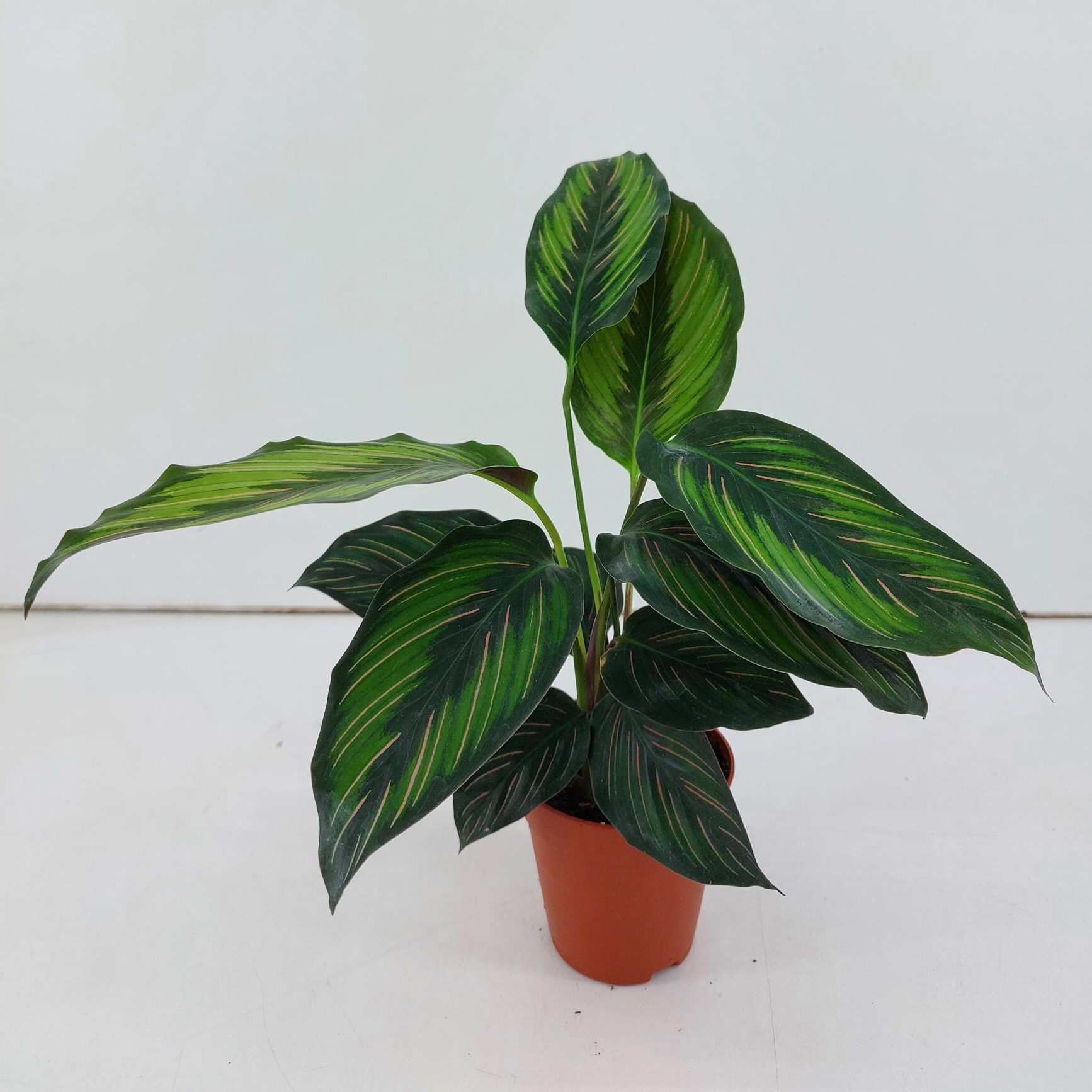 TDM P9 : Calathea Beauty Star P9, D 9