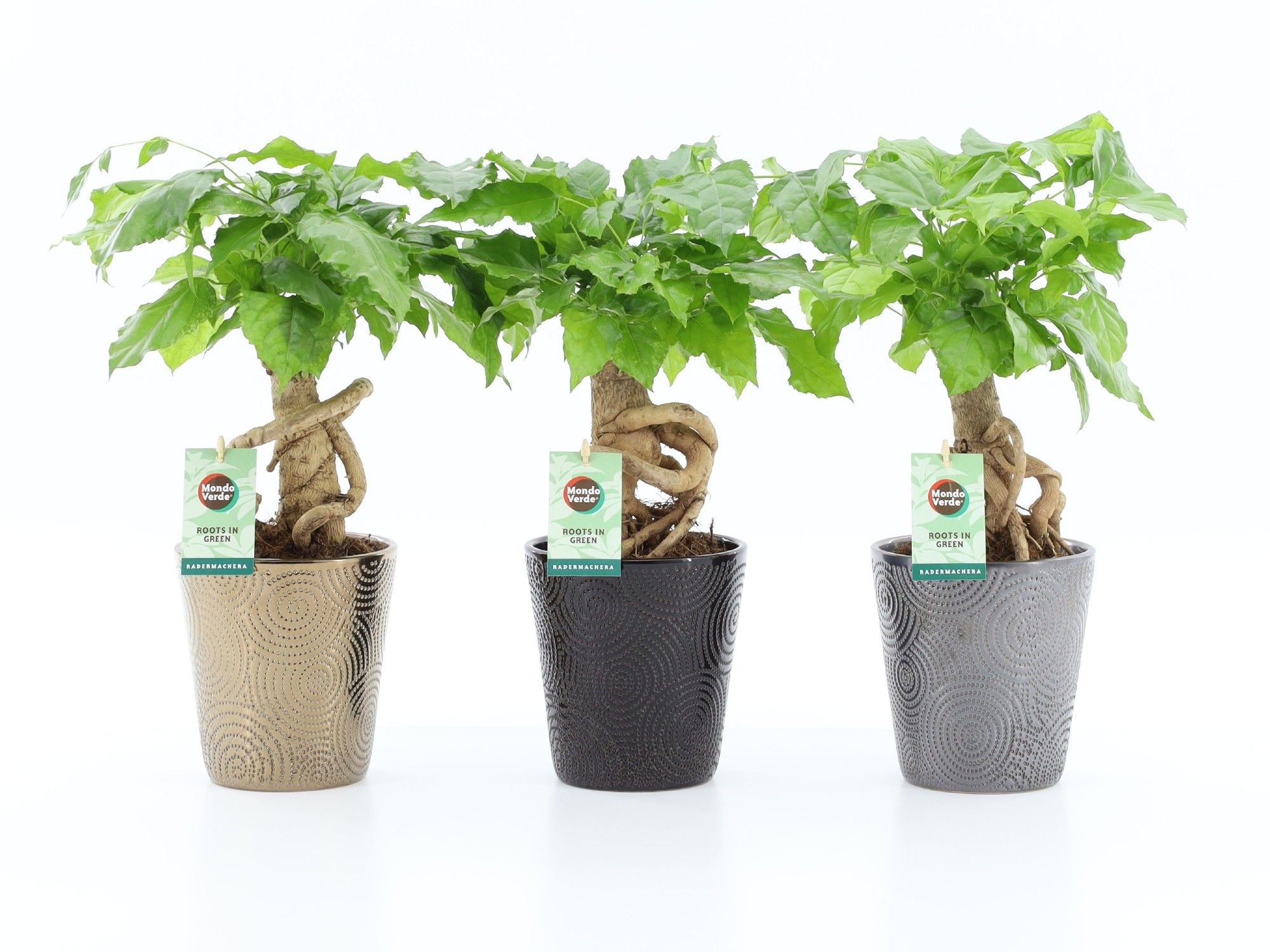 Radermachera Bonsai in Infinity keramiek, D 13