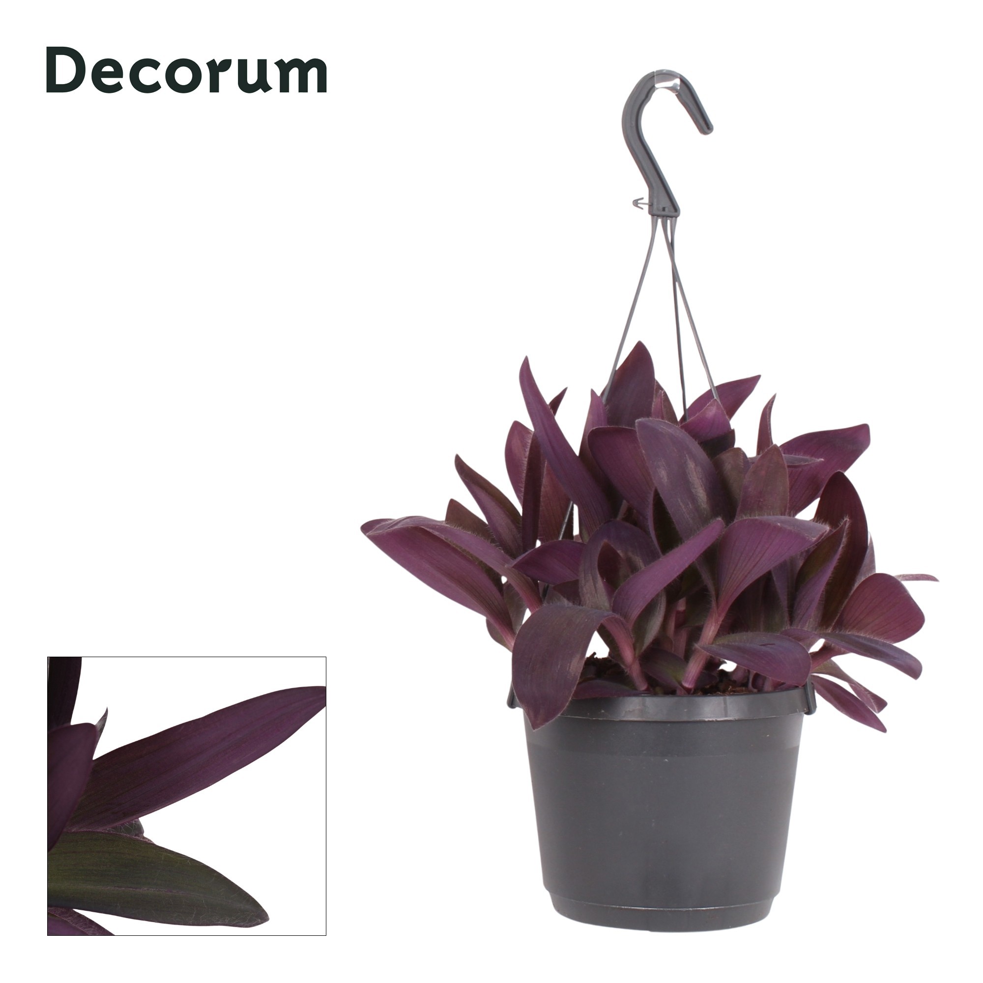 Tradescantia Purple Heart, D 17