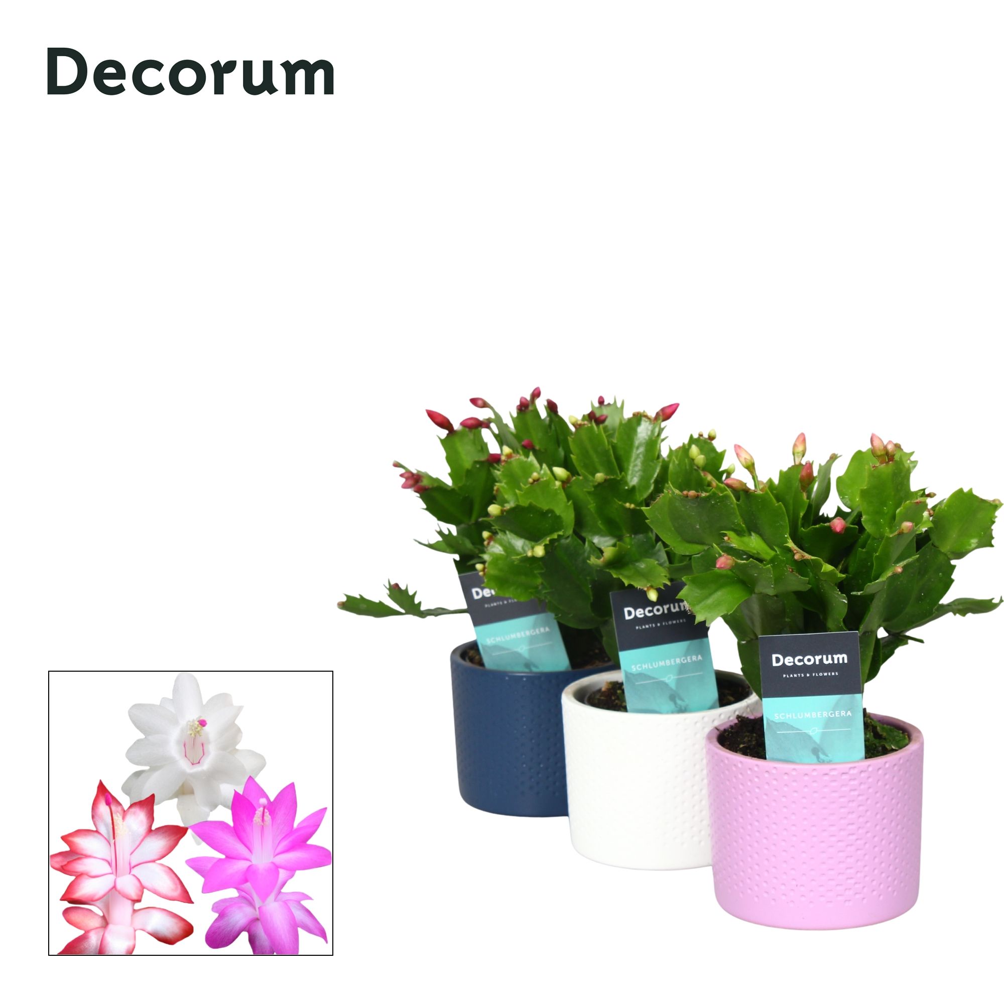 Schlumbergera - 9 cm - Keramiek Gemma mix - Decorum, D 9