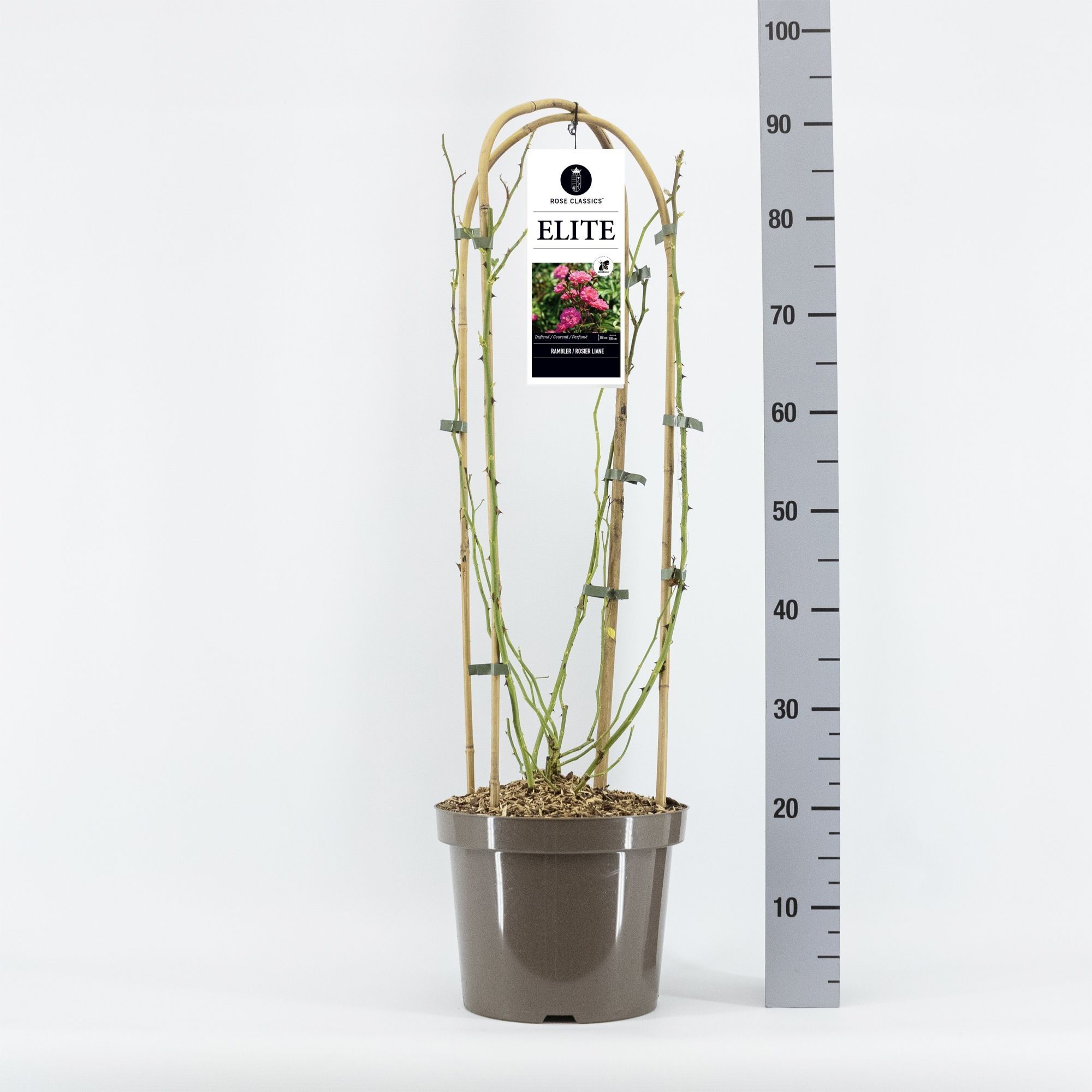 Rosa Elite ®, C7.5, met bogen, D 26