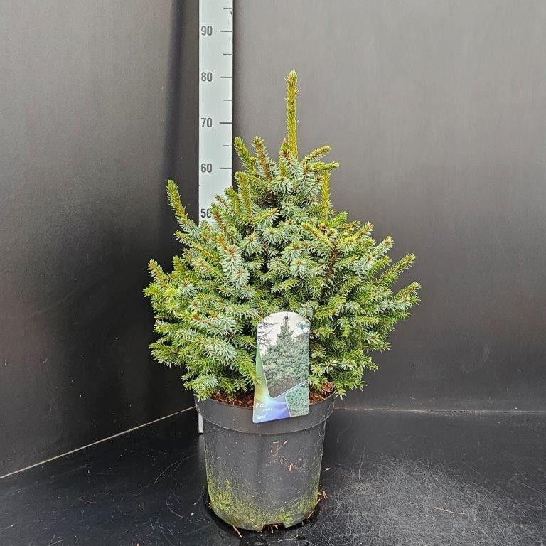 Picea omorika Nana, D 26