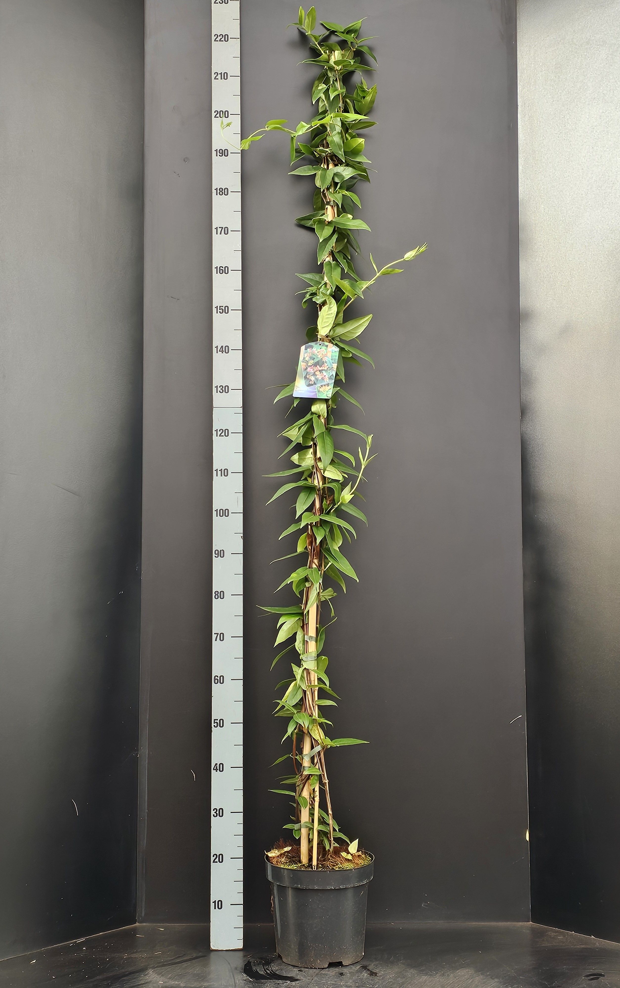 Lonicera Henryi, D 26