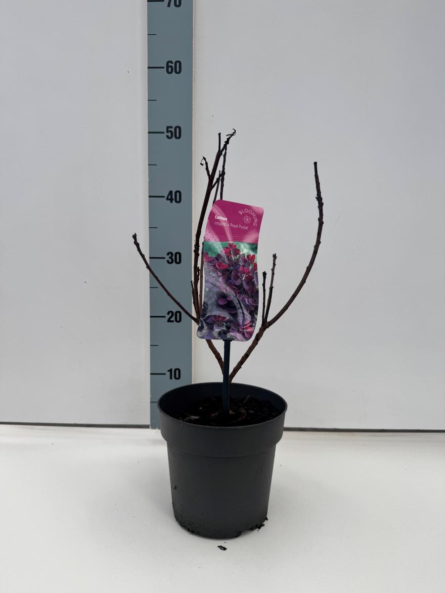 Cotinus cog. 'Royal Purple', D 17