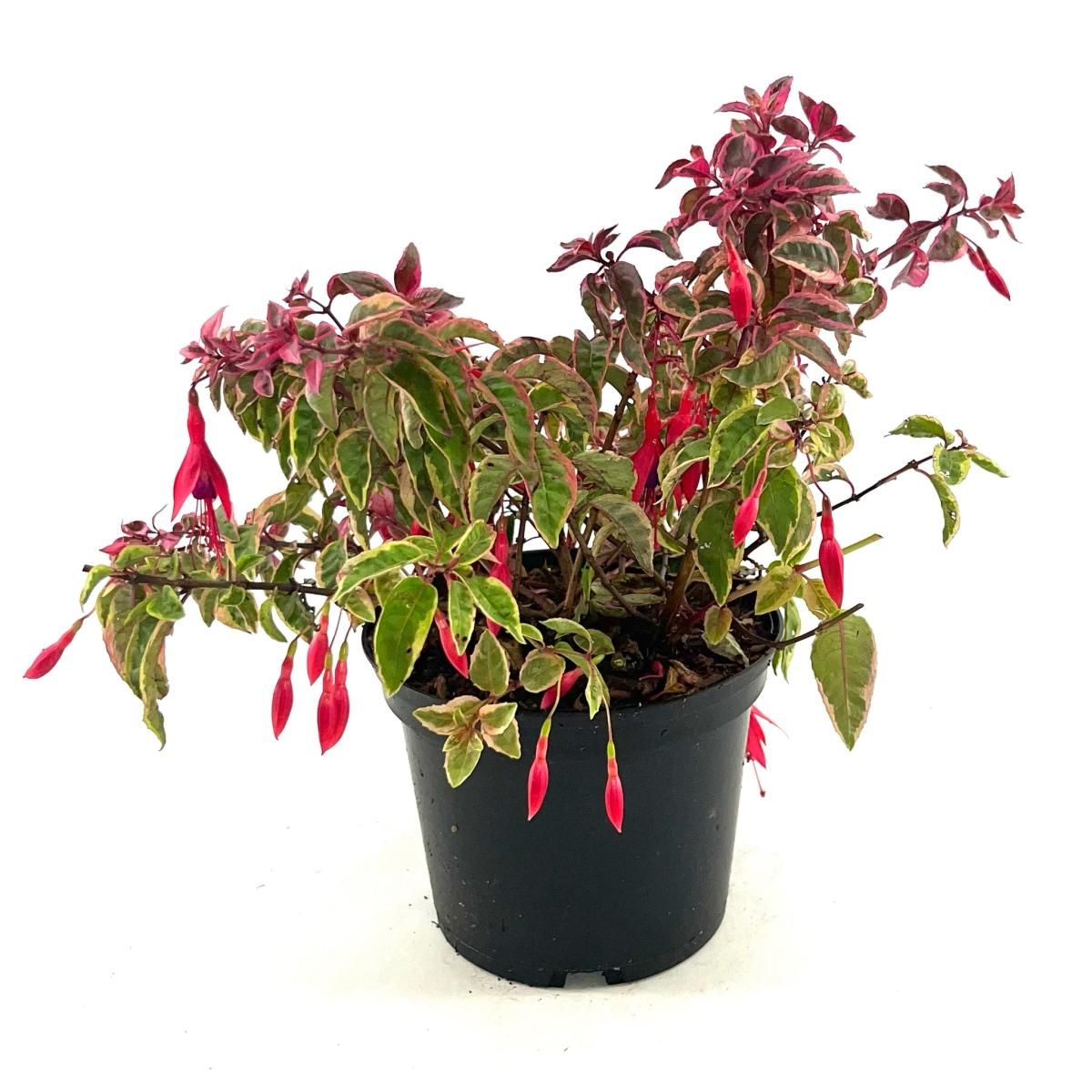 Fuchsia 'Tom West', D 17