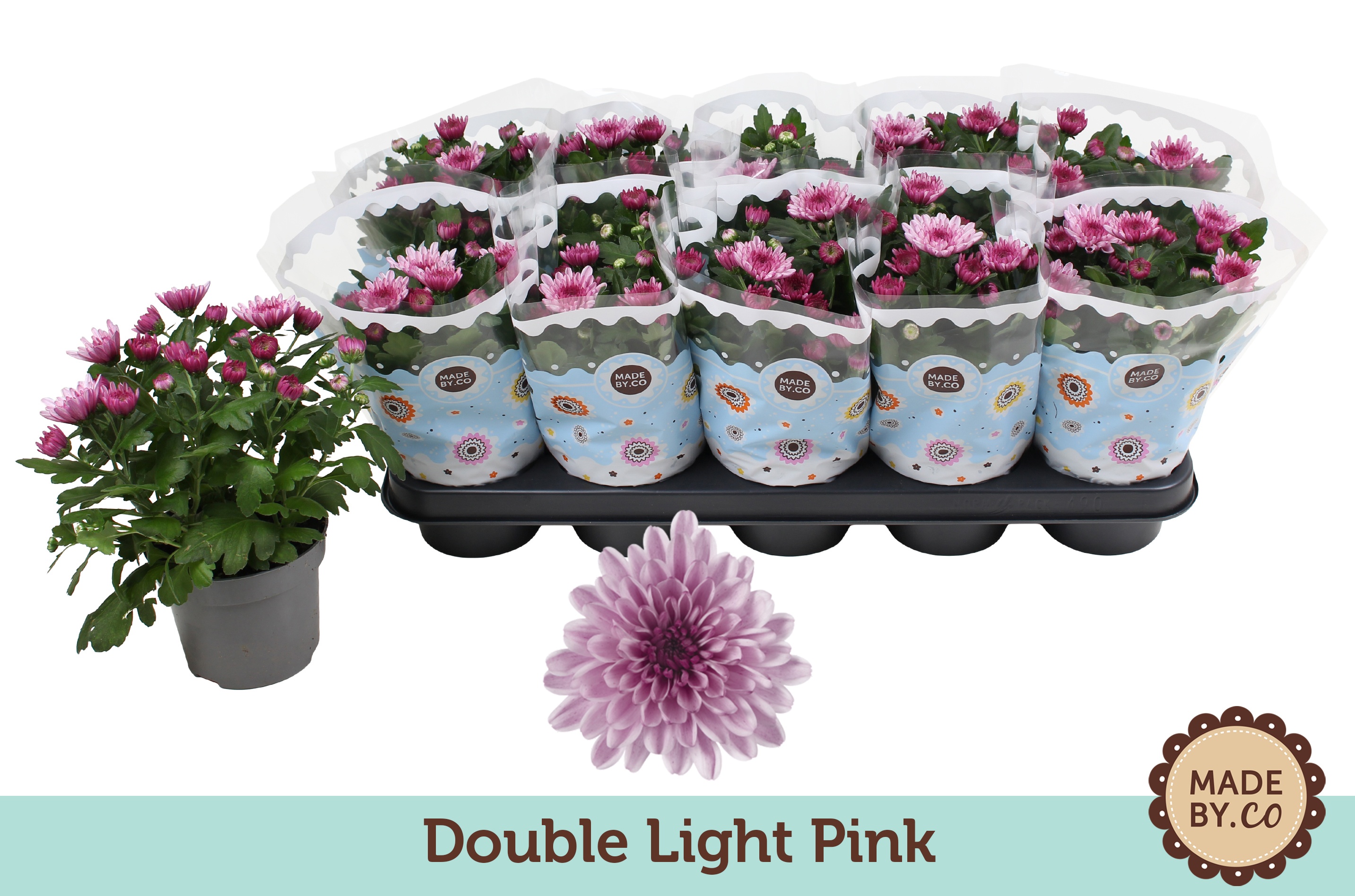 Chrysant Double Light Pink, D 12
