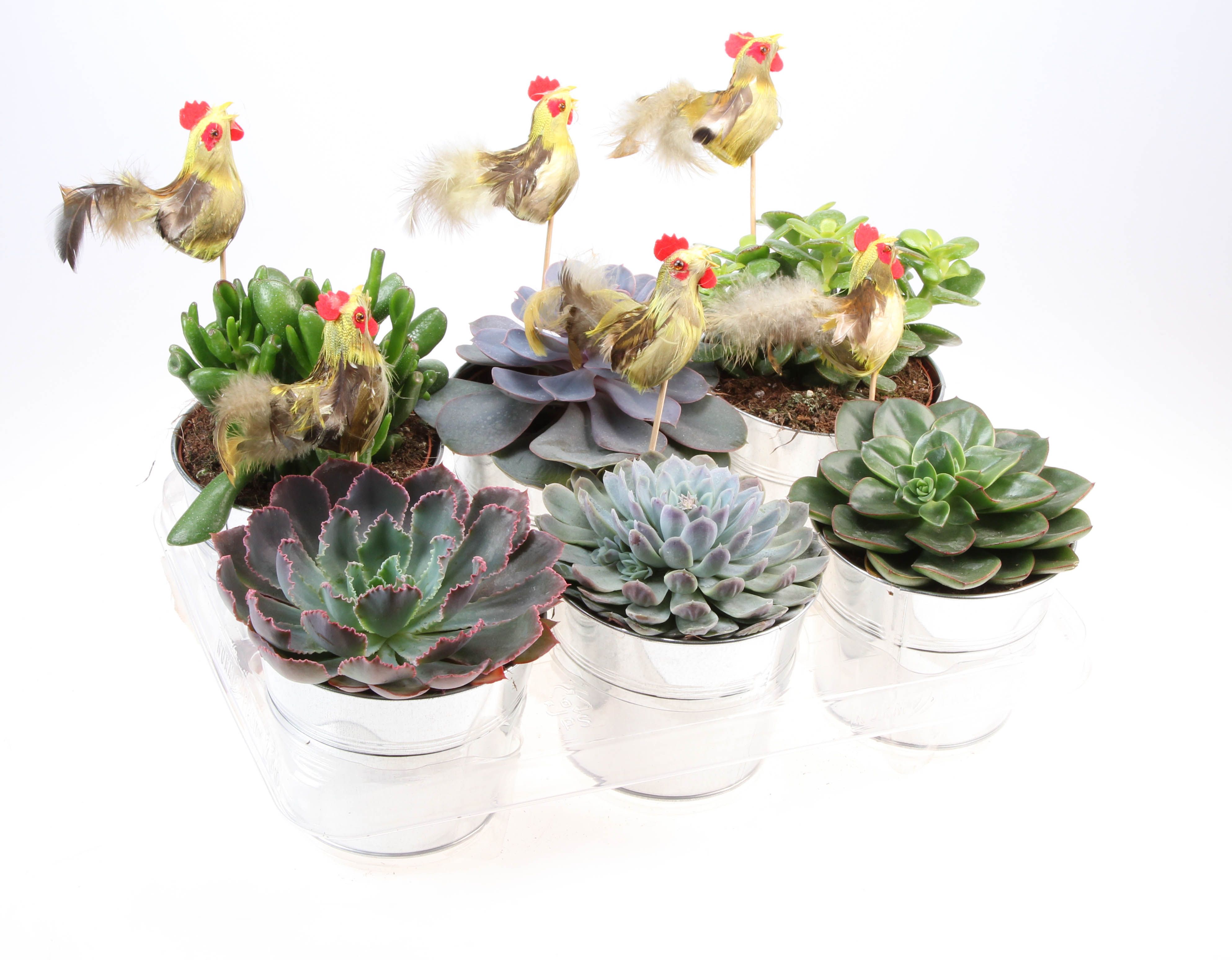 Zink succulent + haan, D 15