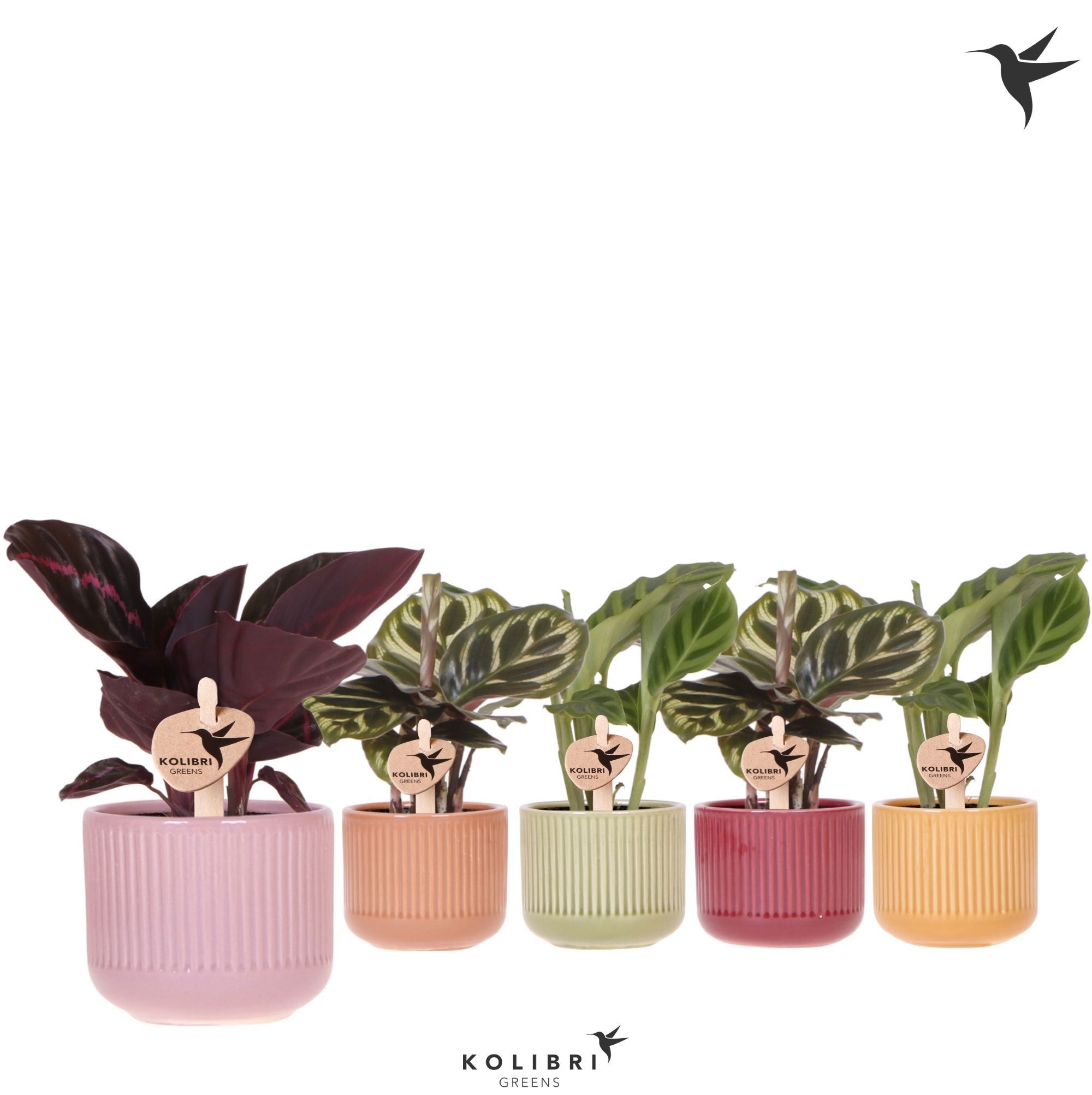 Kolibri Greens Calathea mix in Flare pot mix, D 6