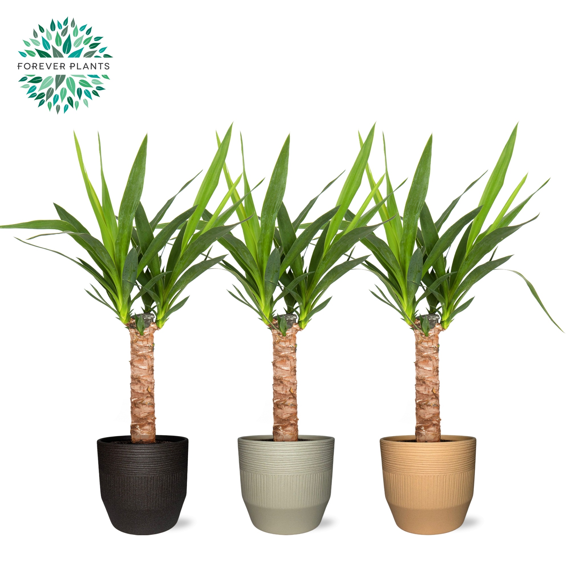 Yucca p14, 30 cm (2+ KOP) in TIRZA Keramiek, D 14