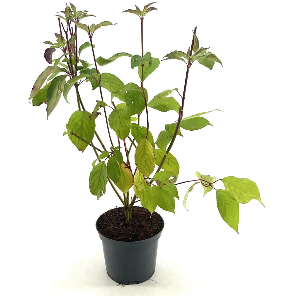 Cornus alba Baton Rouge, D 19