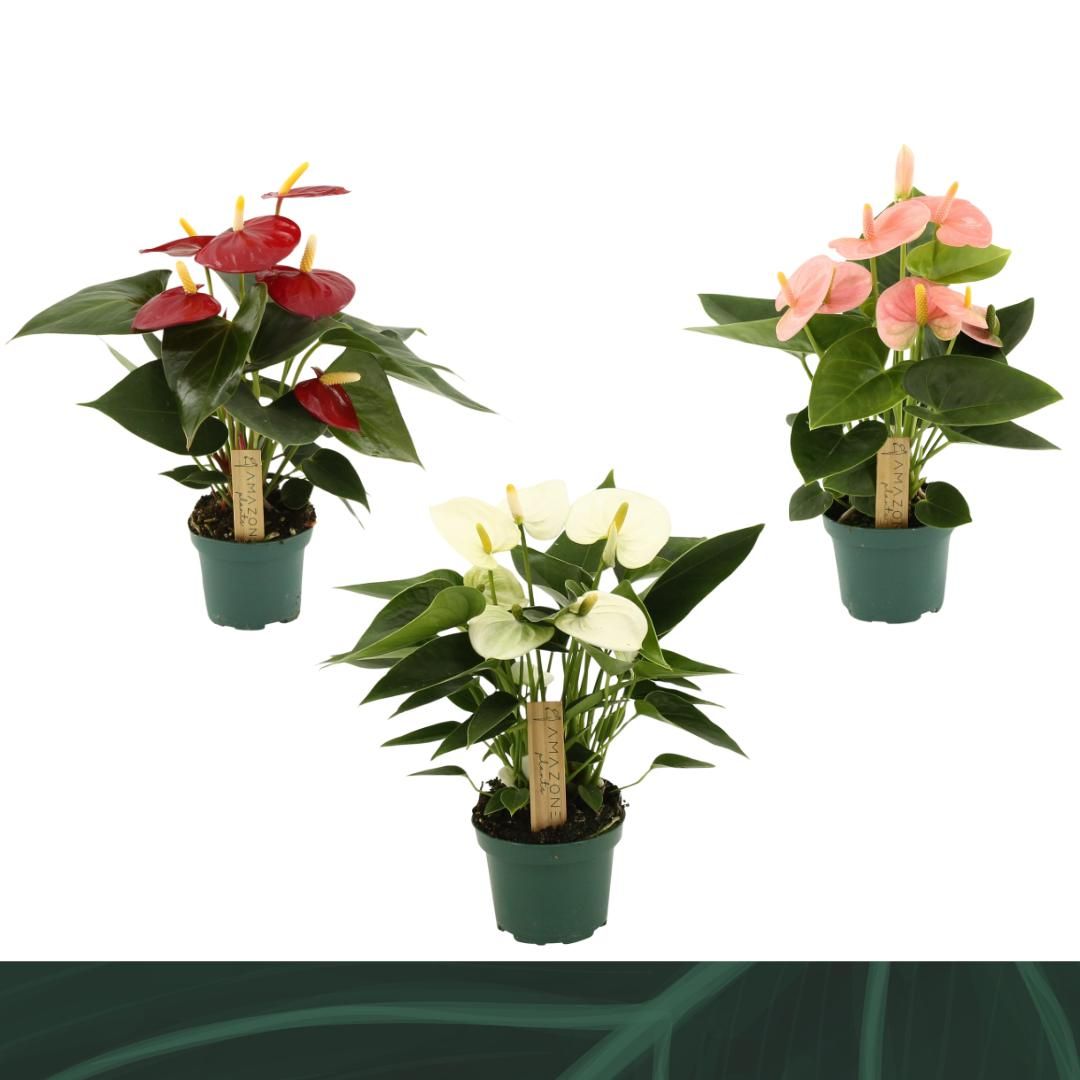 Anthurium mix 9cm 4 kleuren, D 9