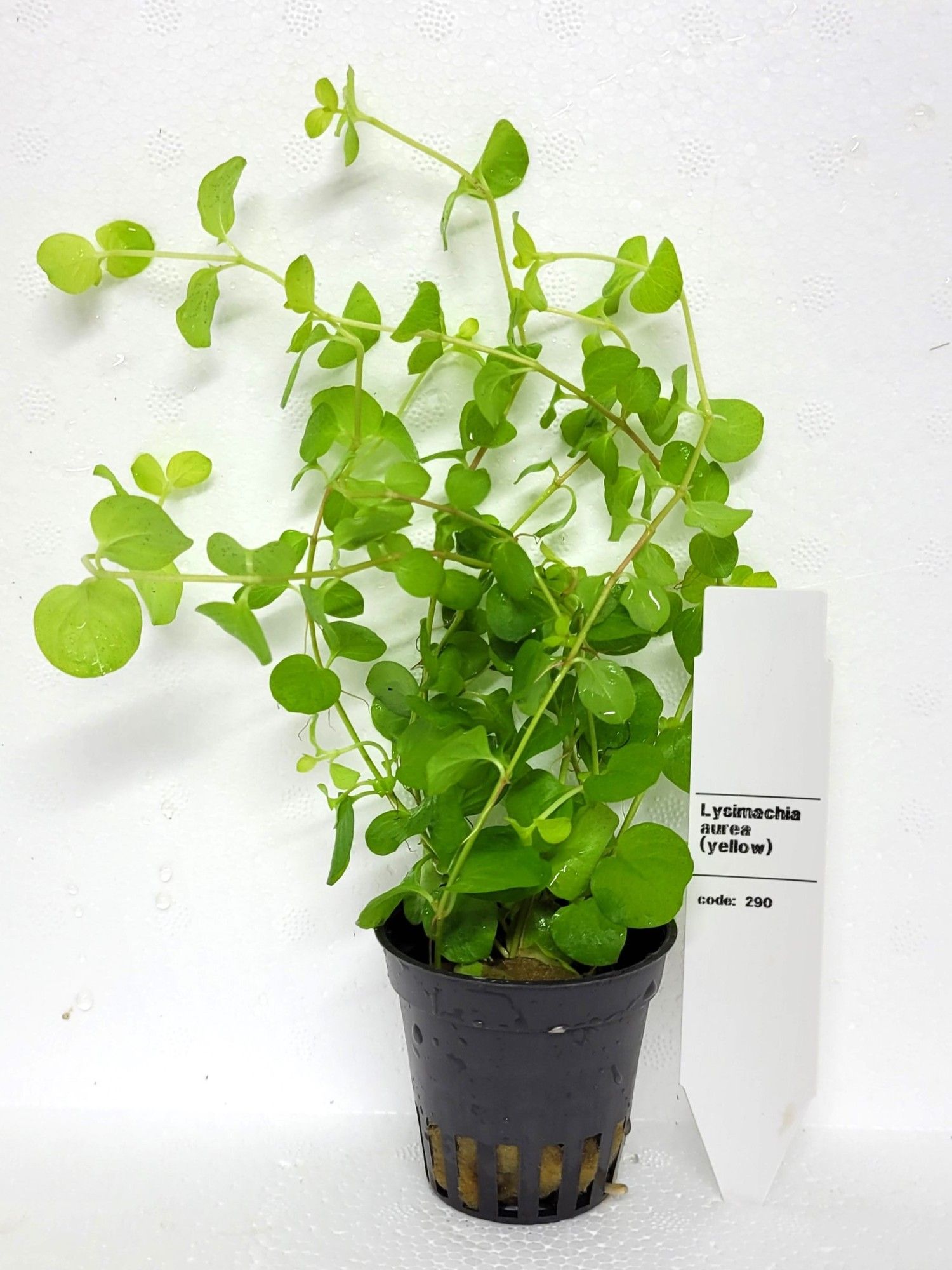 Lysimachia nummularia "aurea", D 5