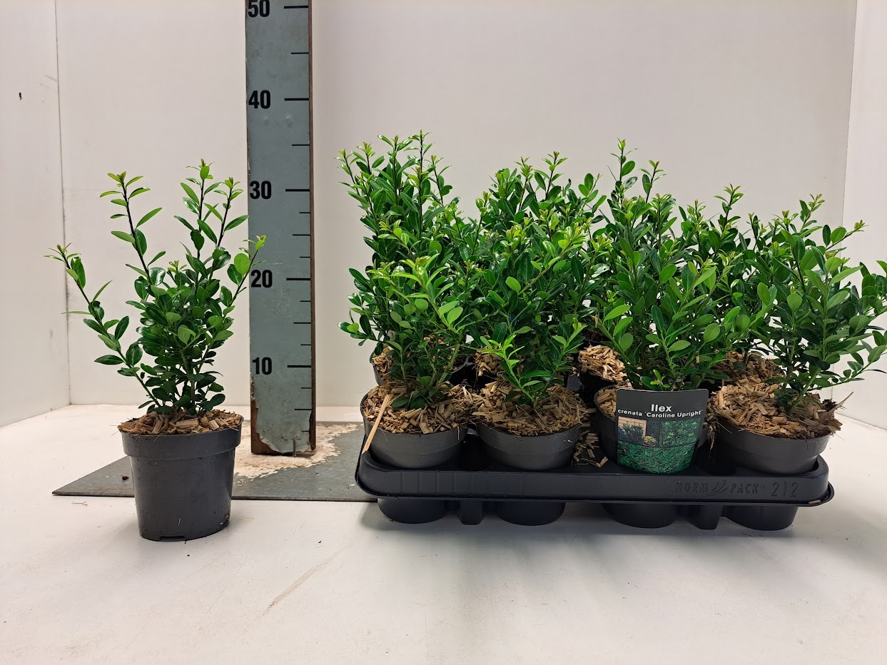 Ilex crenata 'Caroline Upright' P9.5, D 9,5